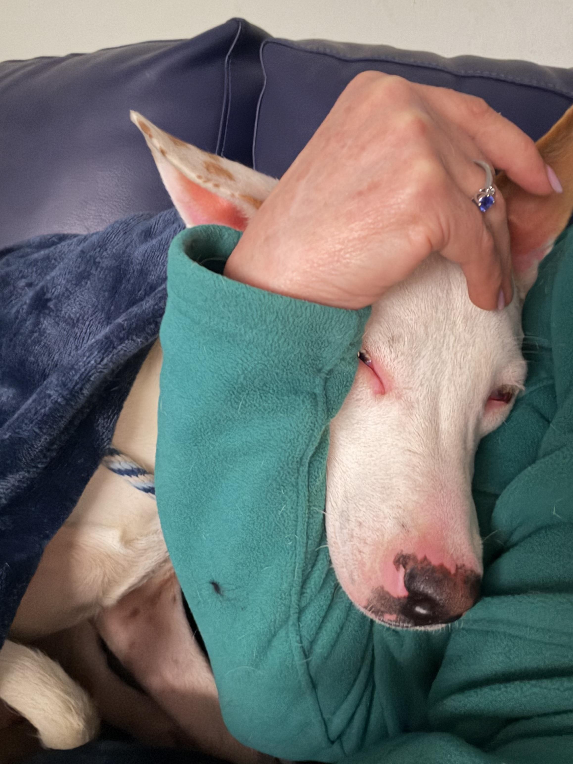 Enlarge Paige (32 lbs), an adopted Mixed Breed in Mississauga, ON image 6/6