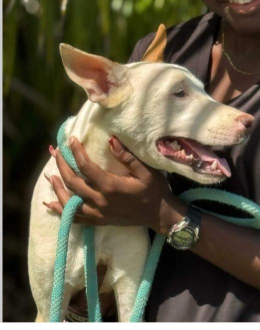 Enlarge Paige (32 lbs), an adopted Mixed Breed in Mississauga, ON image 5/6