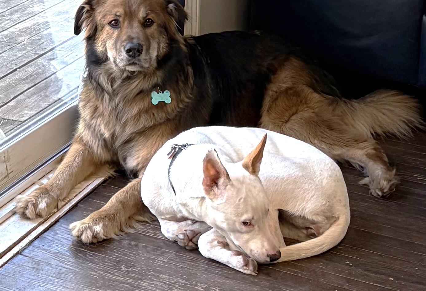 Enlarge Paige (32 lbs), an adopted Mixed Breed in Mississauga, ON image 2/6