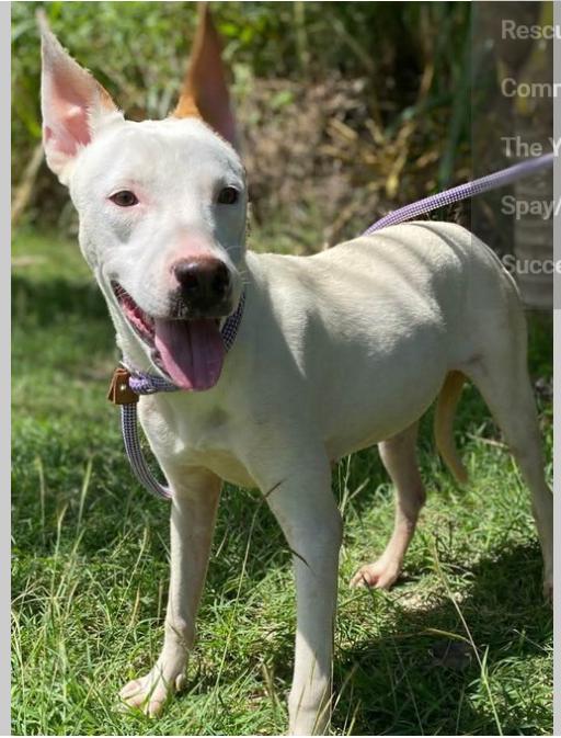 Enlarge Paige (32 lbs), an adopted Mixed Breed in Mississauga, ON image 4/6