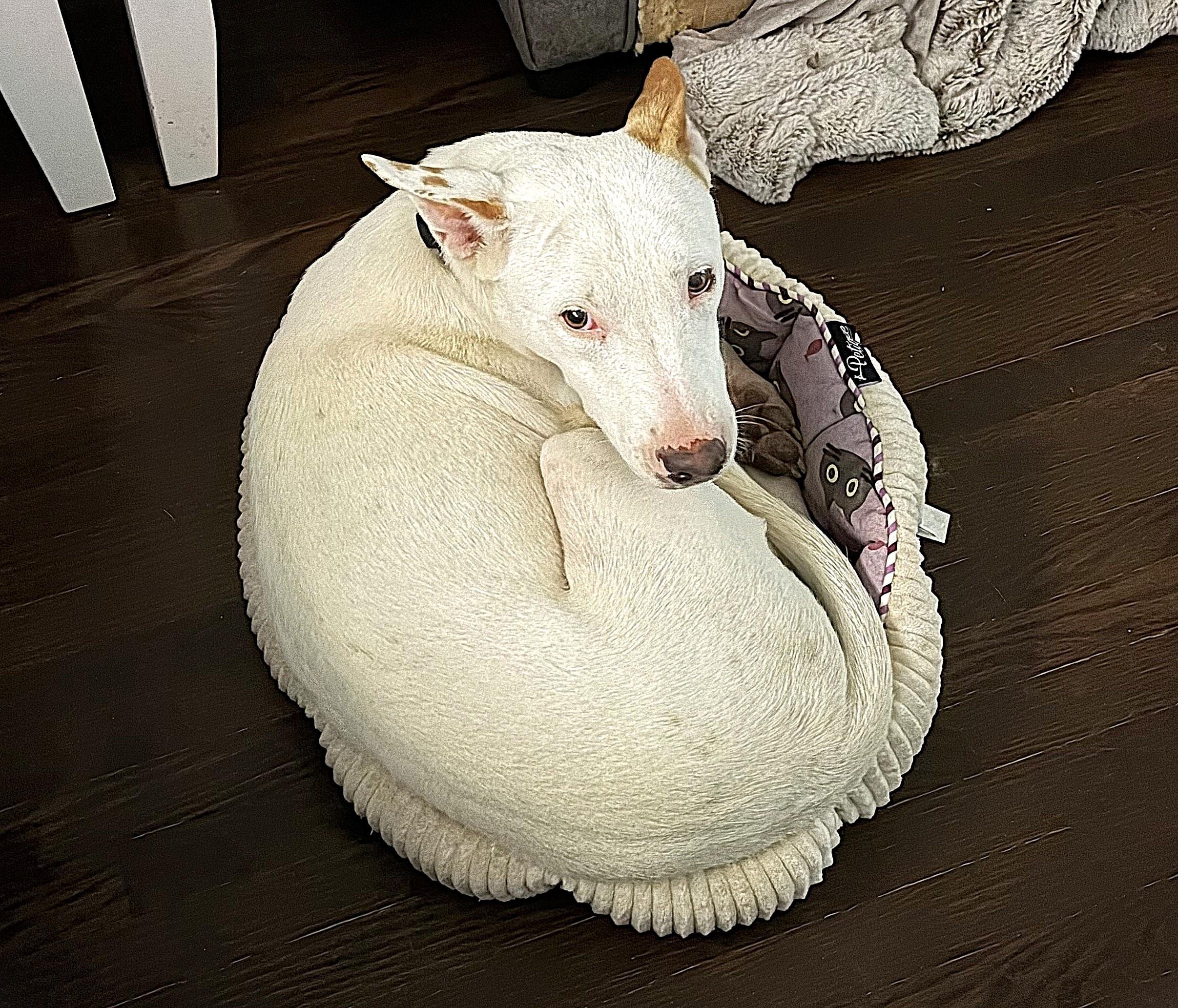 Enlarge Paige (32 lbs), an adopted Mixed Breed in Mississauga, ON image 1/6