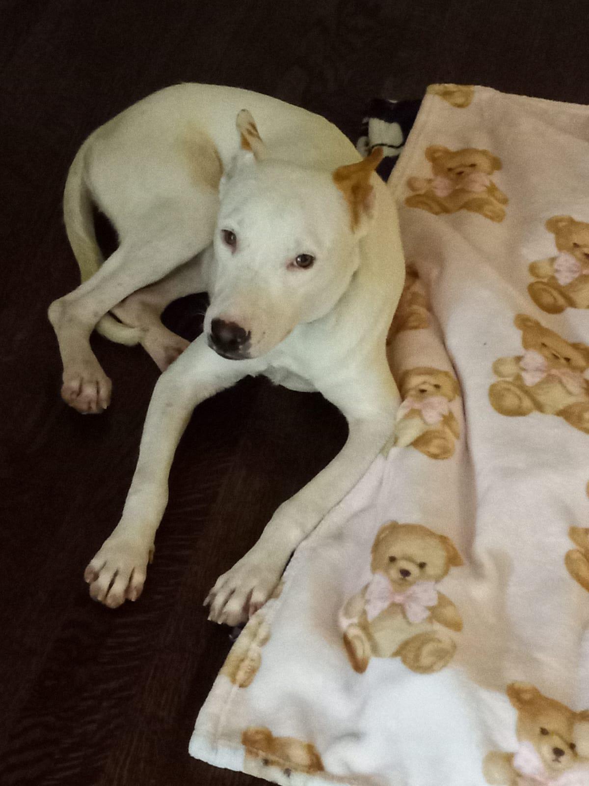 Enlarge Paige (32 lbs), an adopted Mixed Breed in Mississauga, ON image 3/6