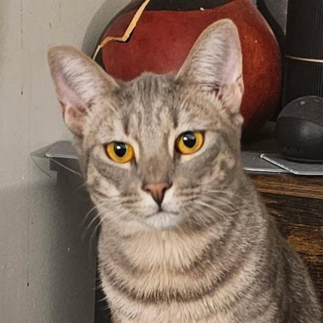 Enlarge Tweed, a Adoptable Domestic Short Hair in Chicago, IL image 1/2