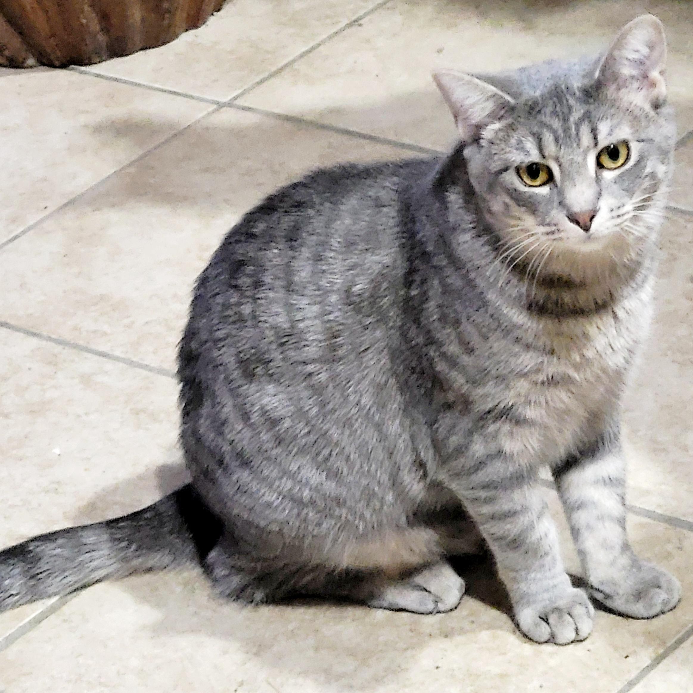 Tweed, a Adoptable Domestic Short Hair in Chicago, IL image 2/2