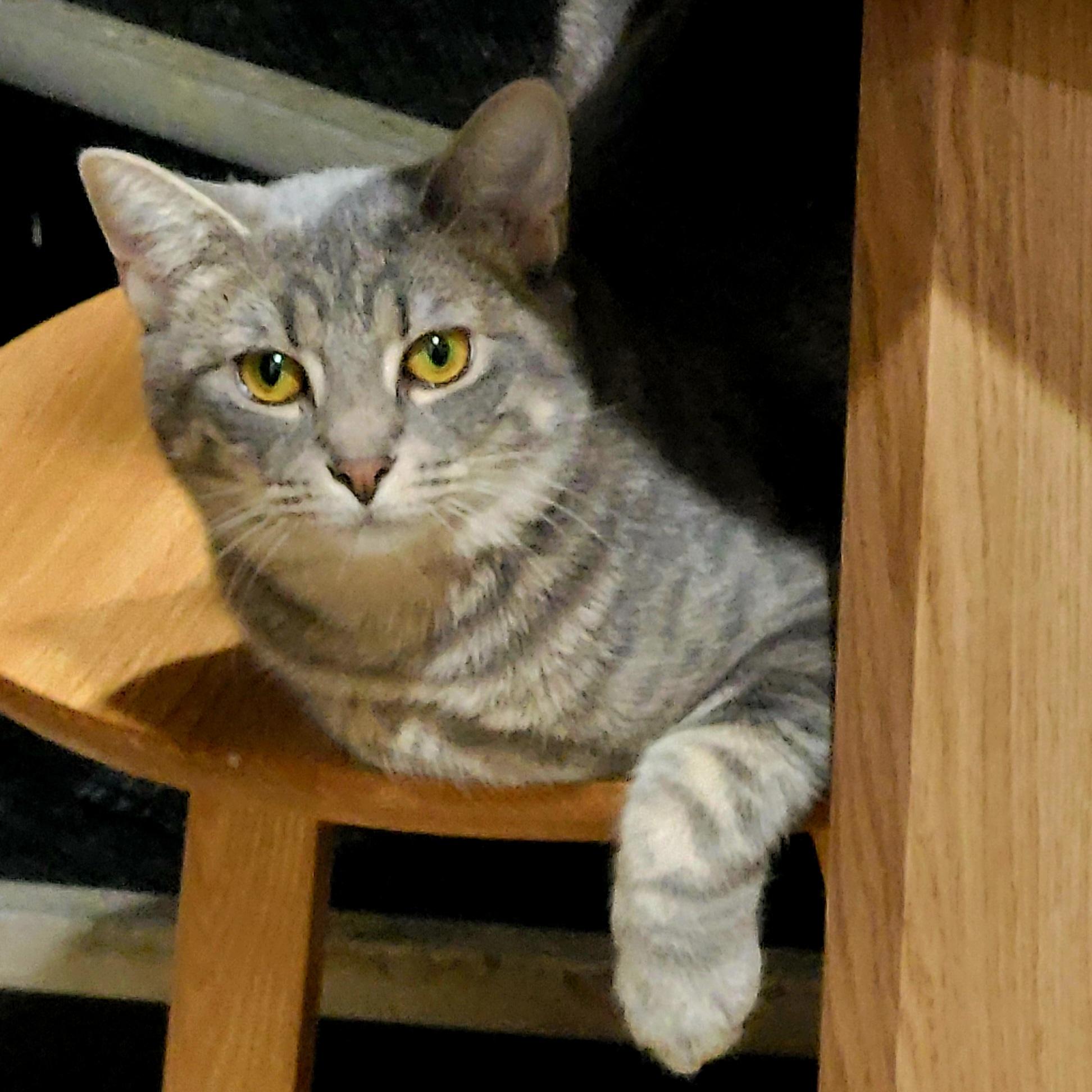 Tweed, Adoptable, Young Female Domestic Short Hair.