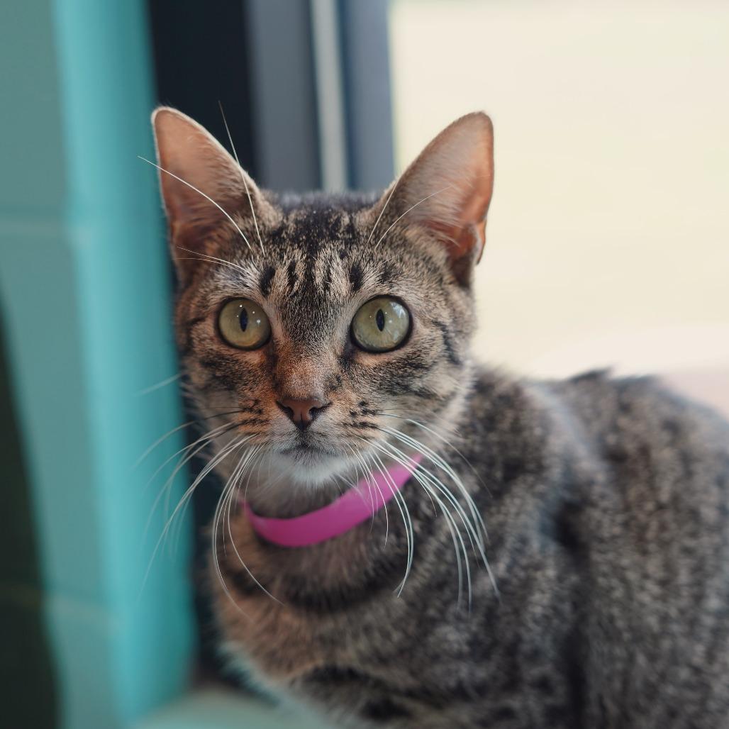 Hayden, Adoptable, Young Female Domestic Short Hair & Domestic Short Hair.