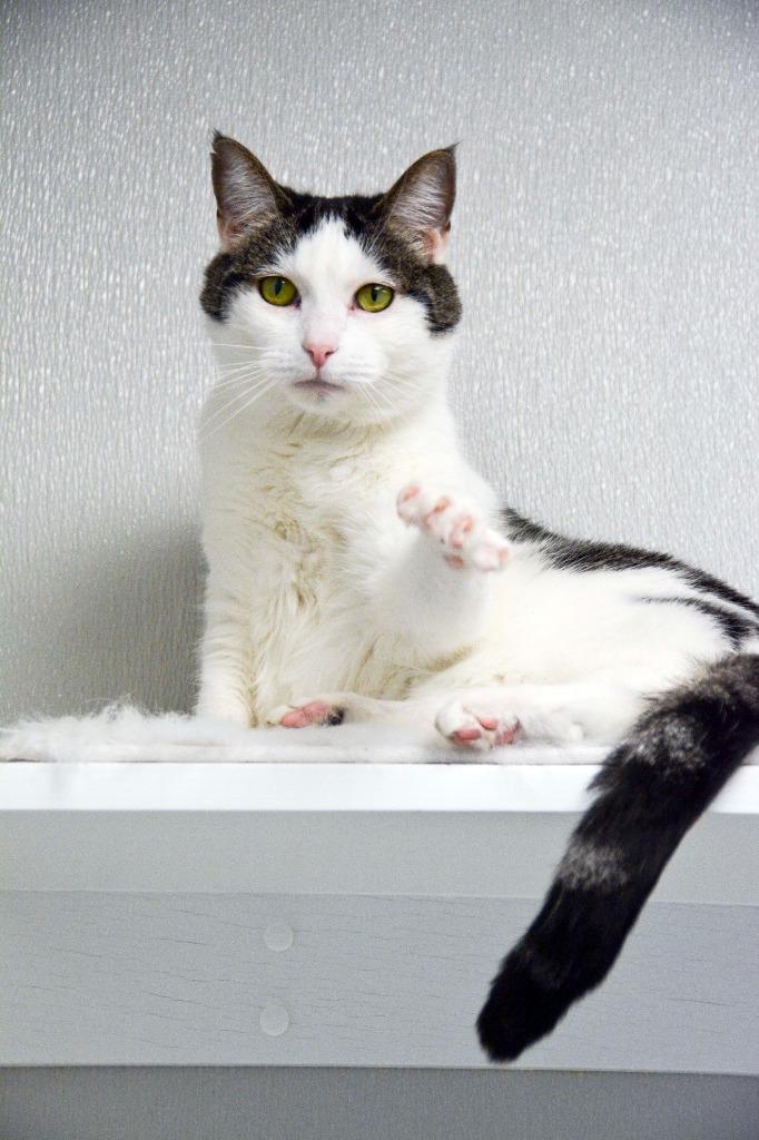 OLIVE, Adoptable, Adult Female Domestic Short Hair.