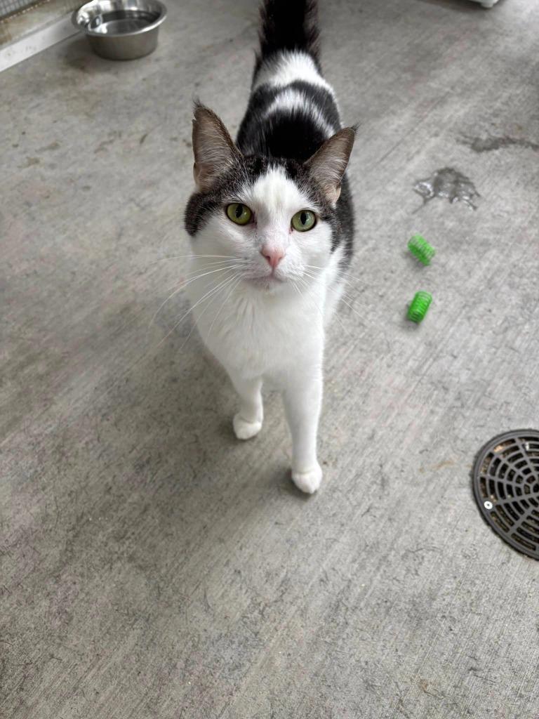 OLIVE, a Adoptable mixed breed in New Bern, NC image 3/5