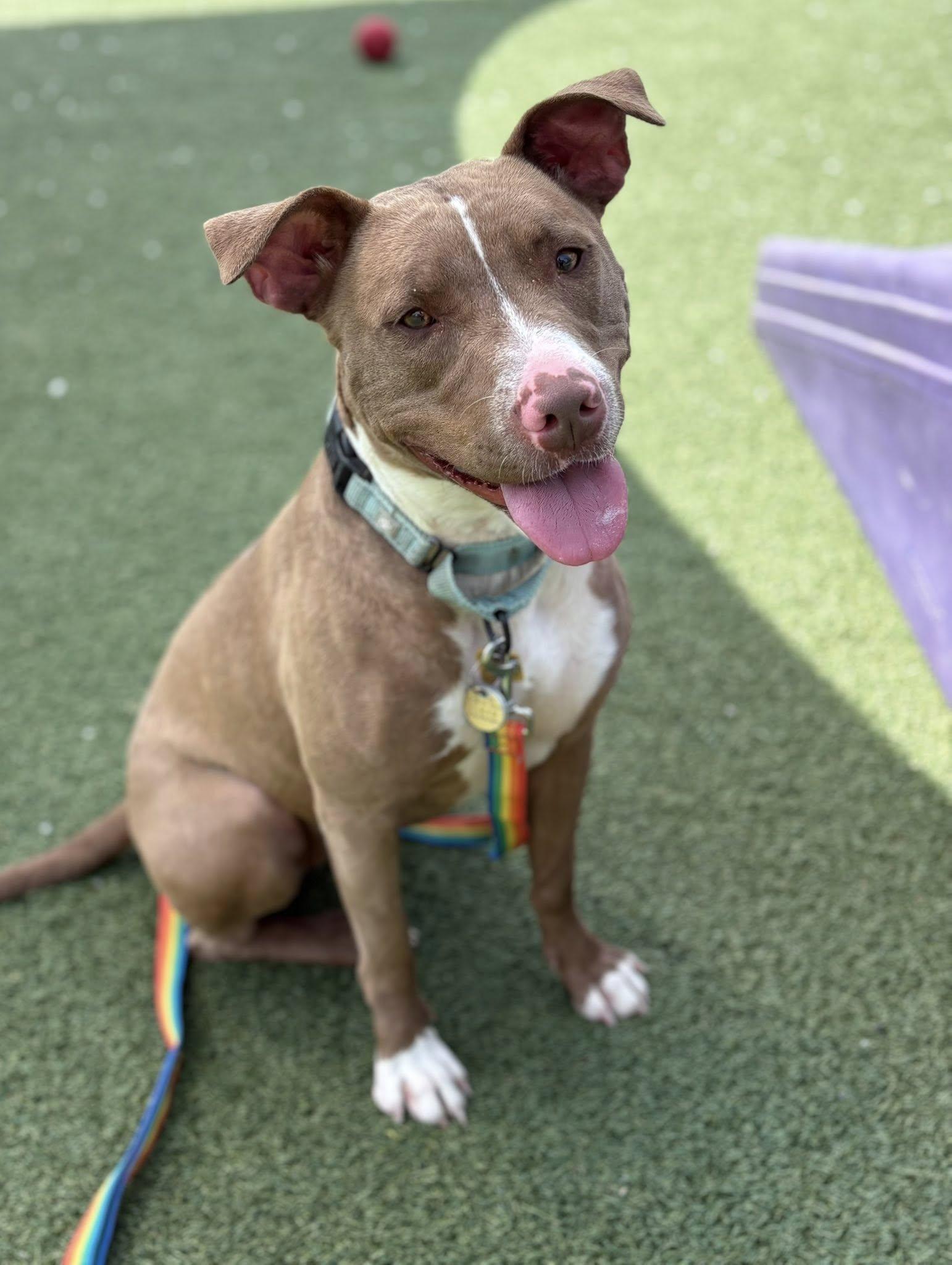 Enlarge Eleven, an adoptable mixed breed in Cleveland, OH image 6/6