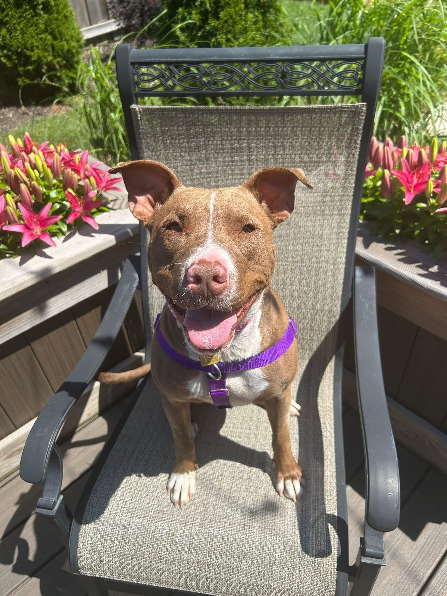 Enlarge Eleven, an adoptable mixed breed in Cleveland, OH image 6/6