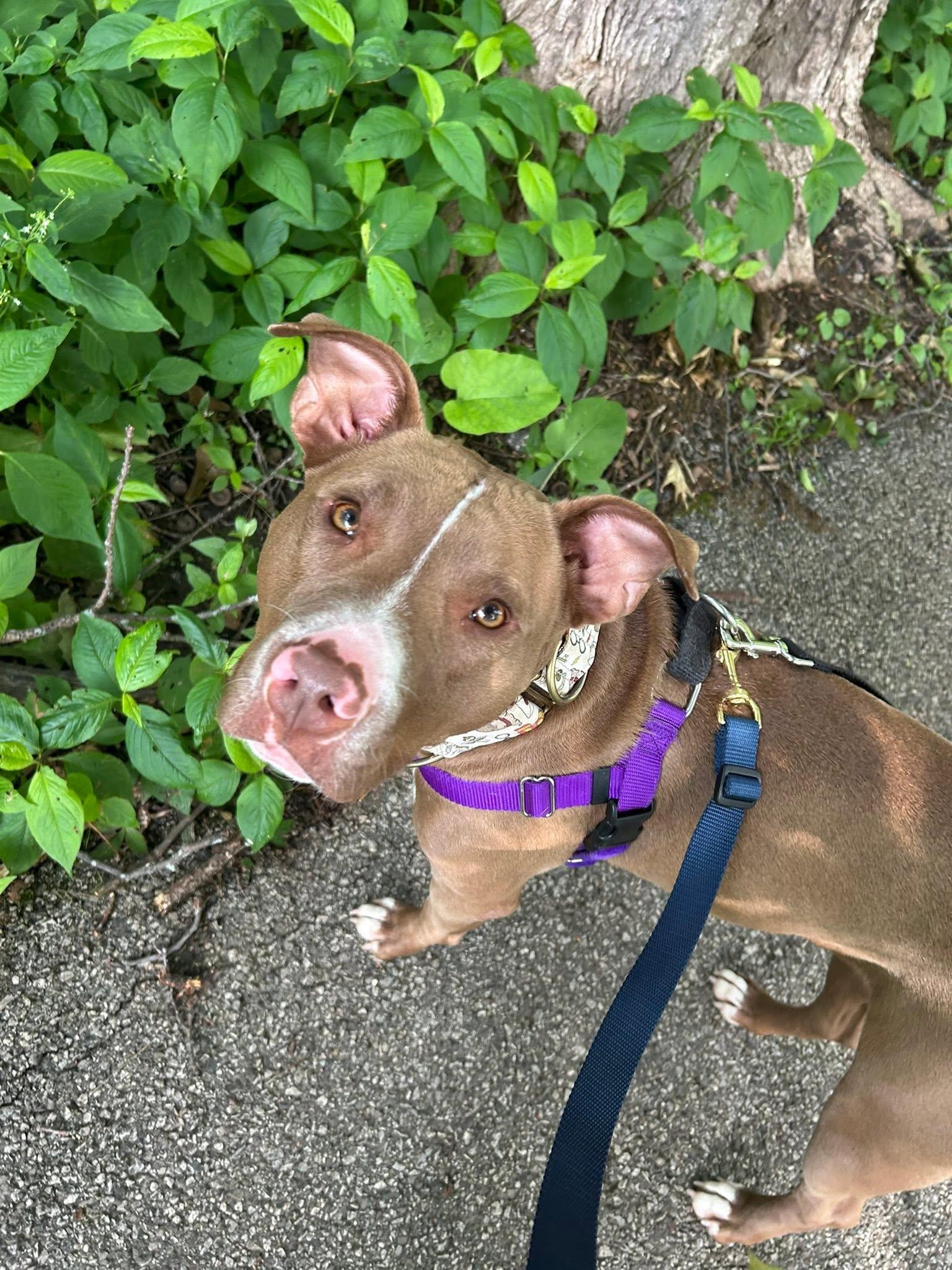 Enlarge Eleven, an adoptable mixed breed in Cleveland, OH image 4/6