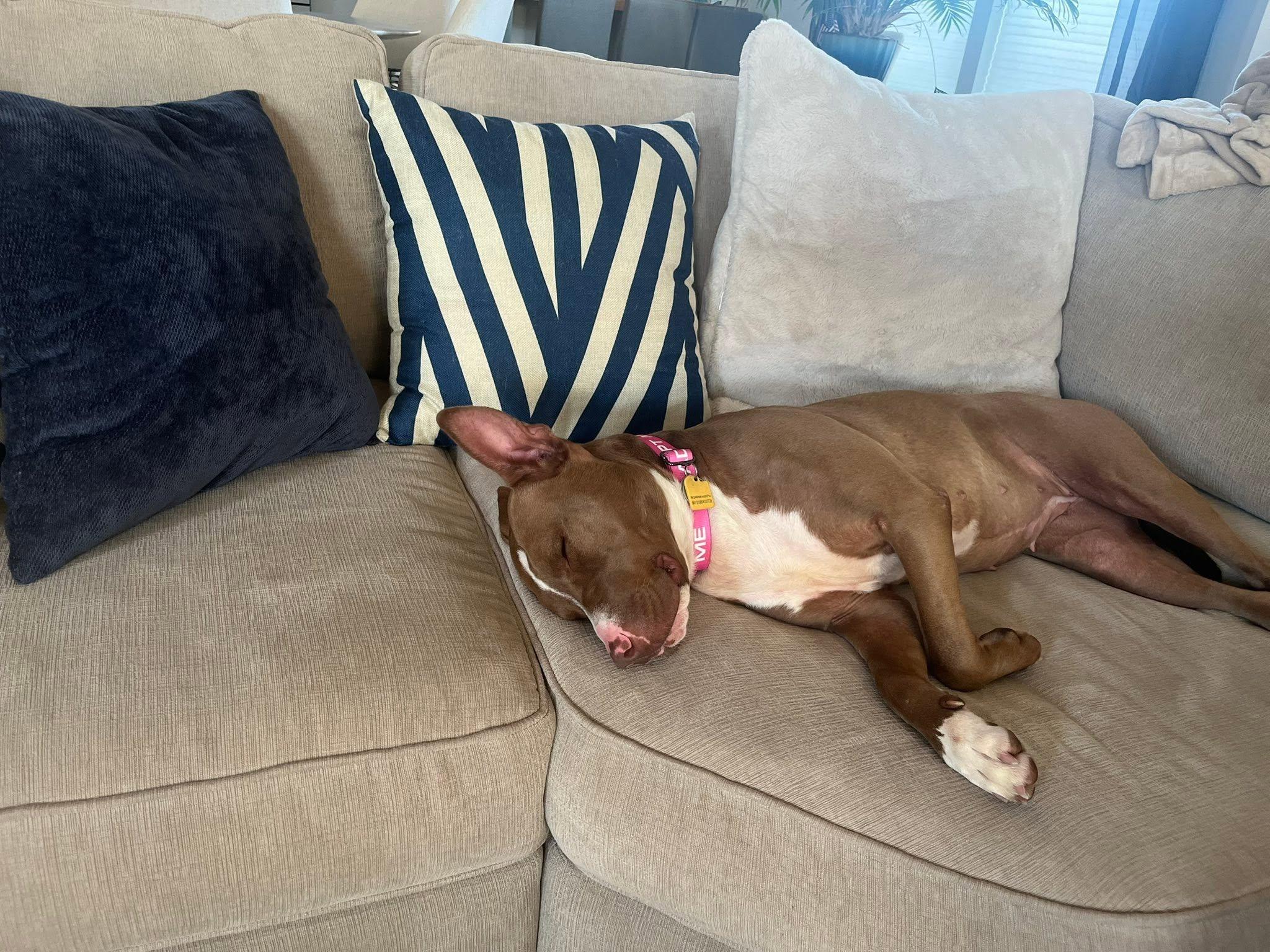 Enlarge Eleven, an adoptable mixed breed in Cleveland, OH image 5/6