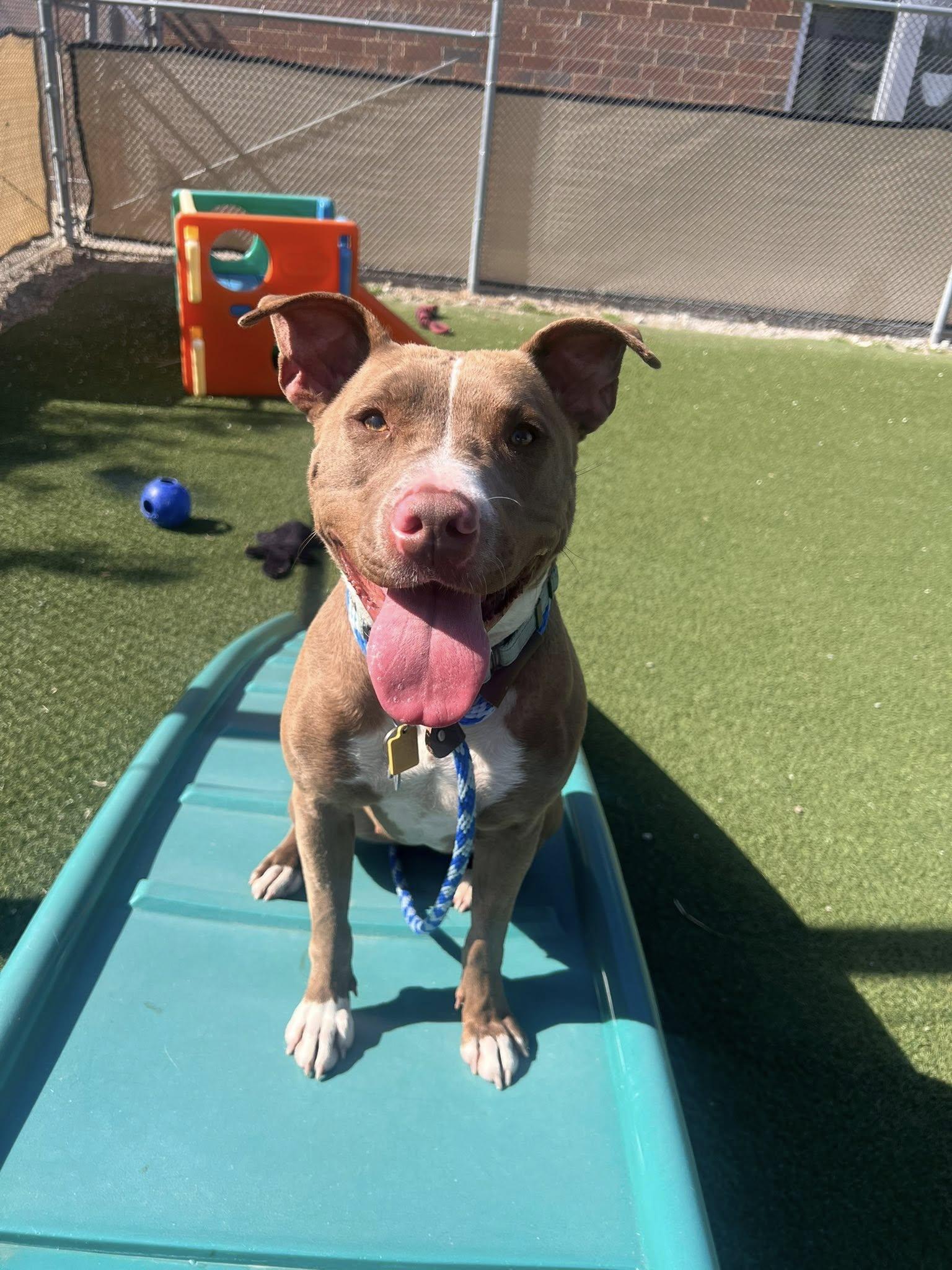 Enlarge Eleven, an adoptable mixed breed in Cleveland, OH image 3/6
