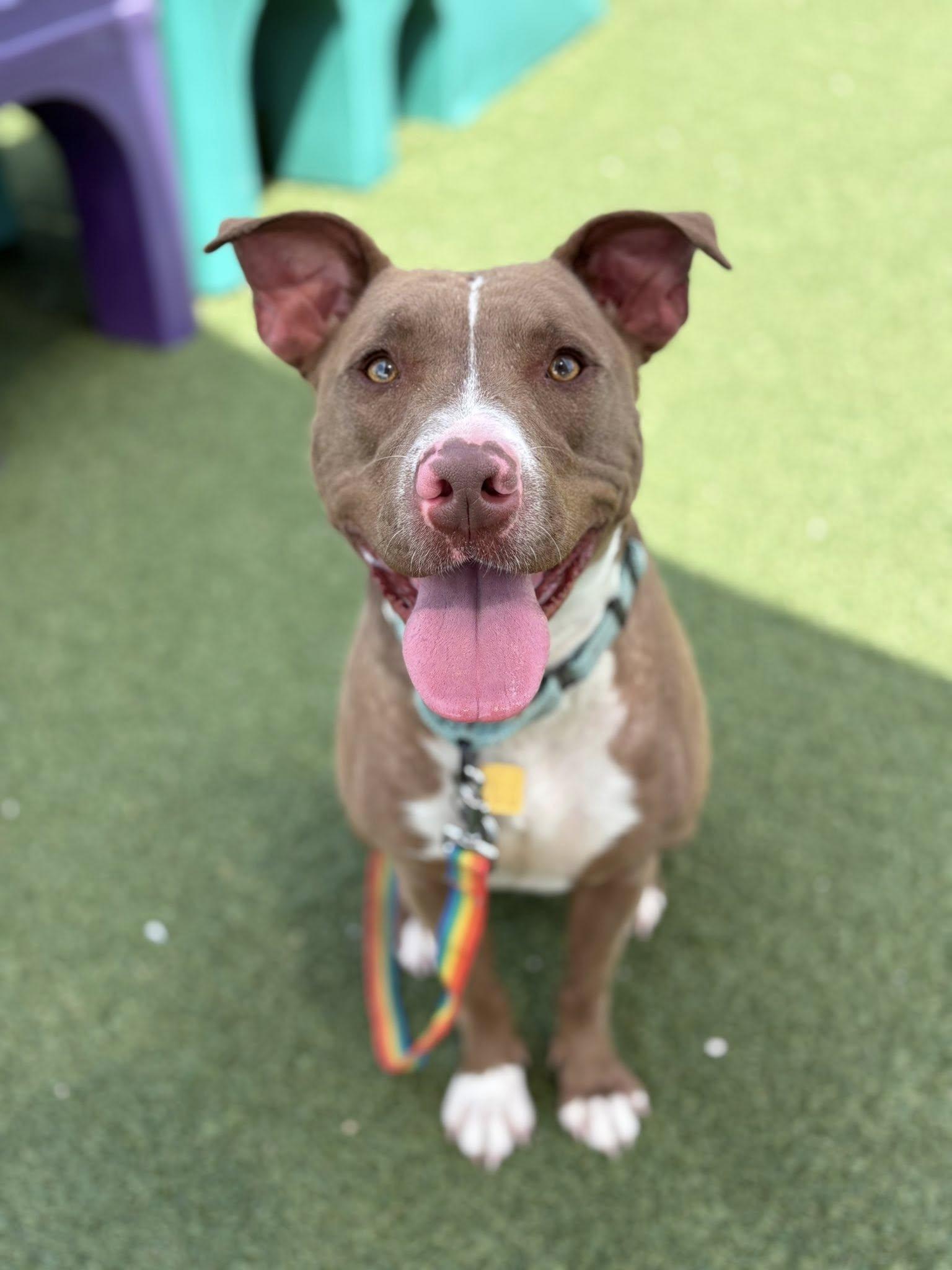 Enlarge Eleven, an adoptable mixed breed in Cleveland, OH image 5/6