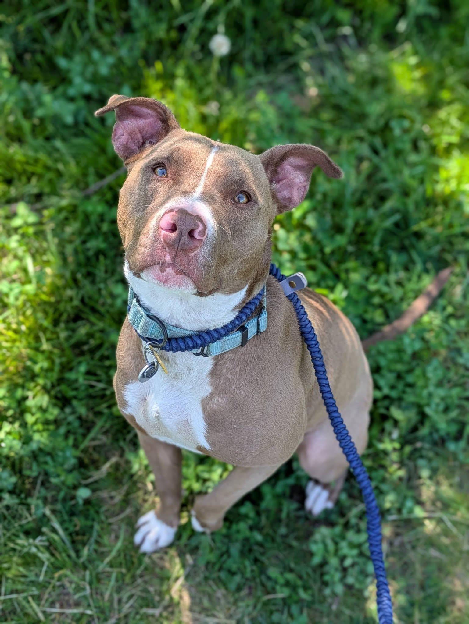 Enlarge Eleven, an adoptable mixed breed in Cleveland, OH image 2/6