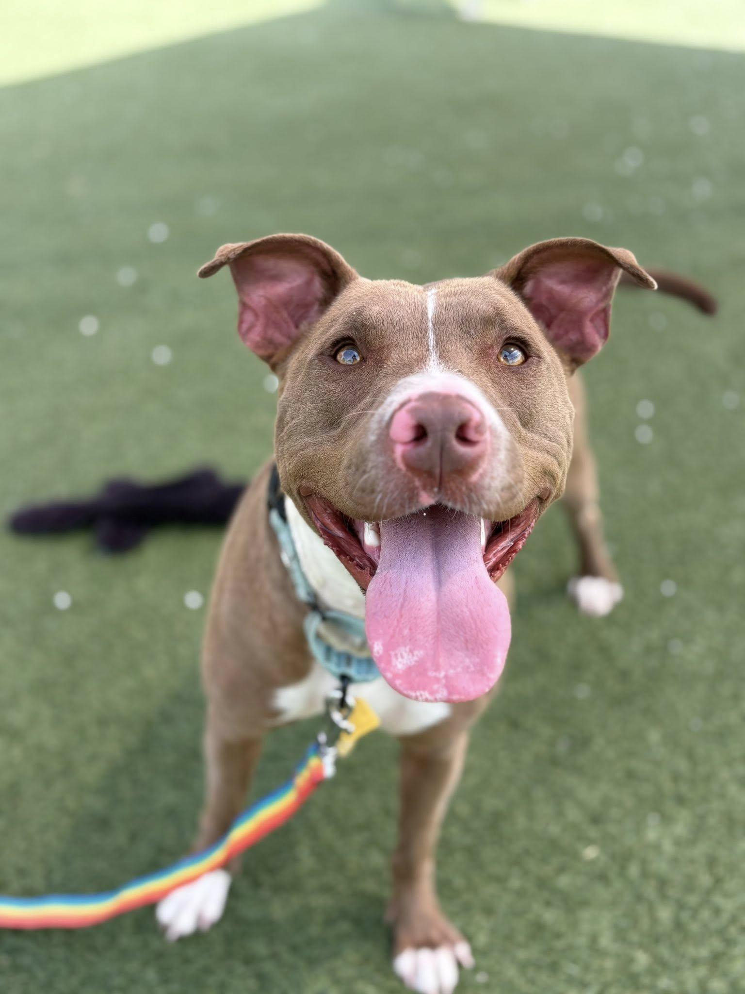 Enlarge Eleven, an adoptable mixed breed in Cleveland, OH image 4/6