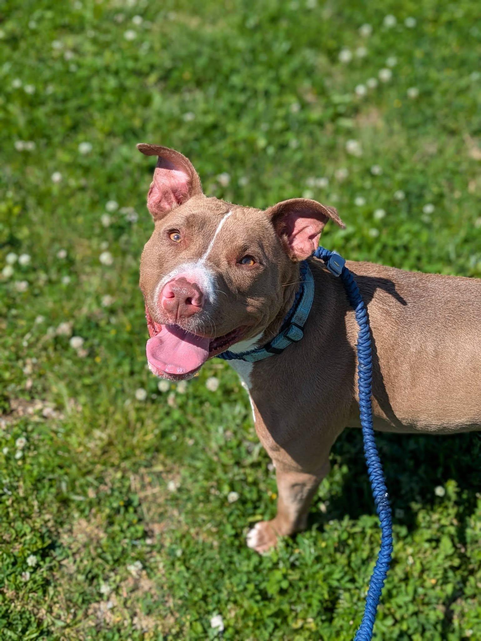 Eleven, adoptable, Young Female Pit Bull Terrier.