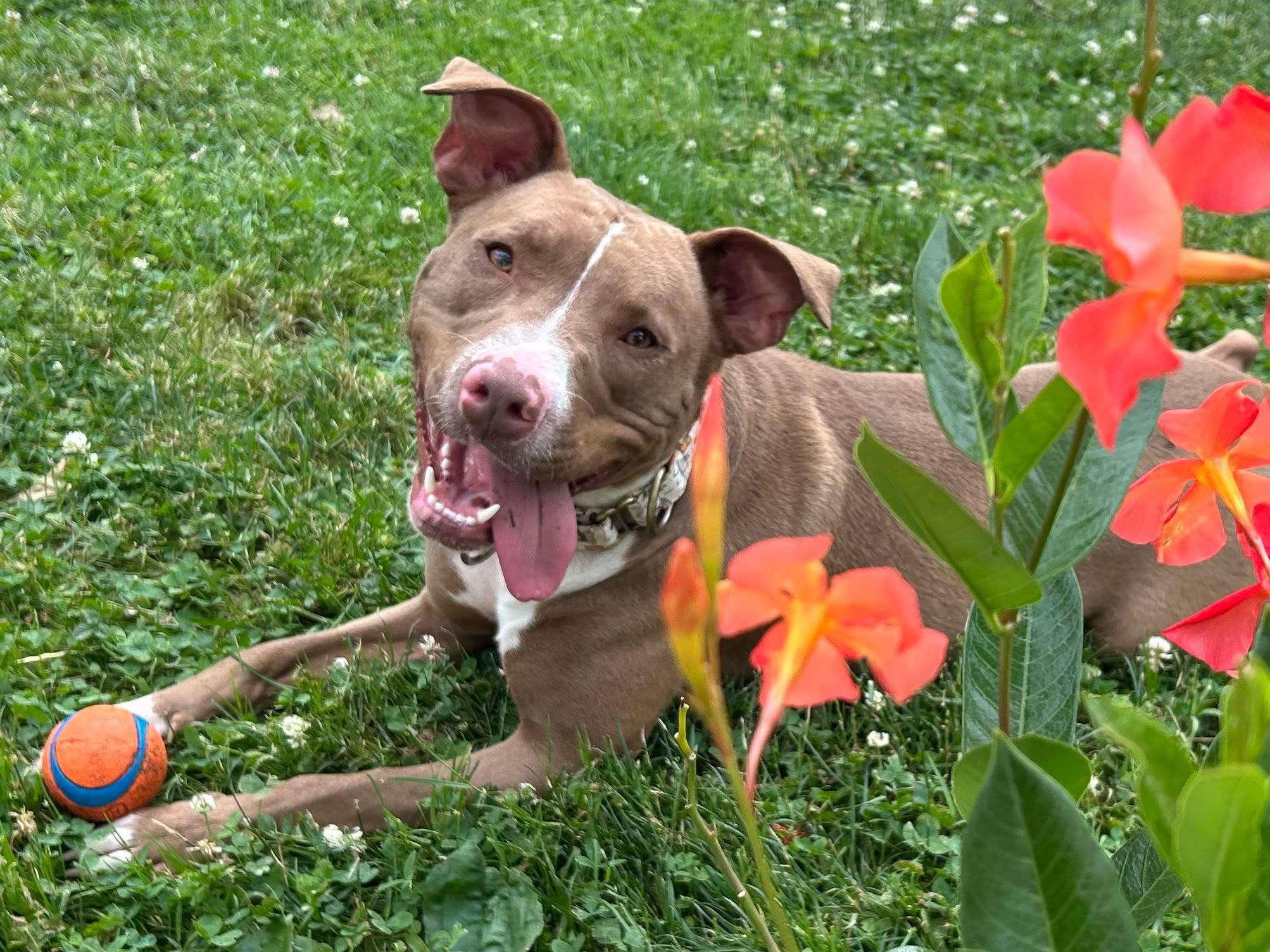 Eleven, adoptable, Young Female Pit Bull Terrier.