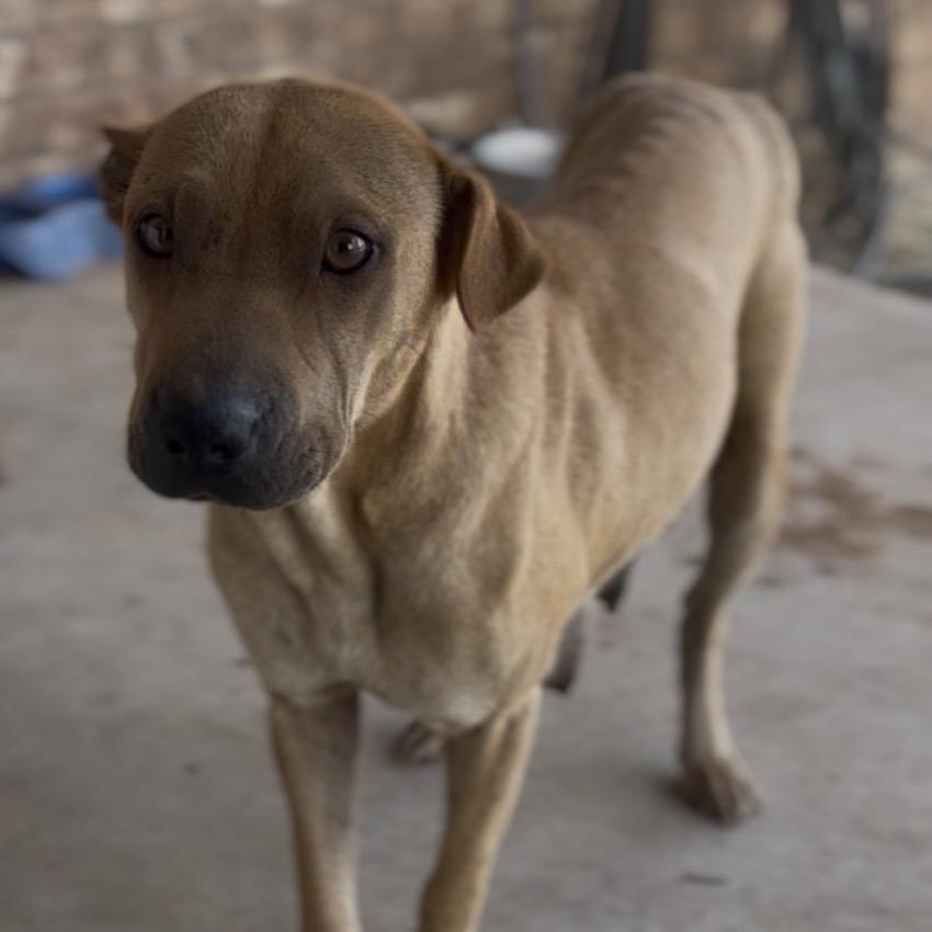 Enlarge Serena, a Adoptable mixed breed in Midland, TX image 1/1