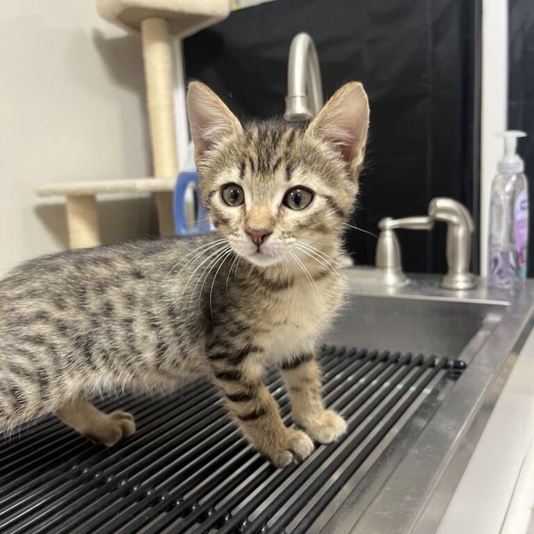 Enlarge Barbeque, a Adoptable Domestic Short Hair in Driggs, ID image 1/1