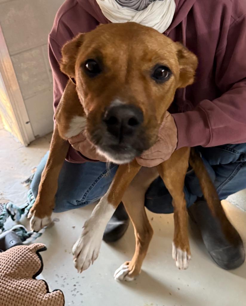 Enlarge Noelle, a Adoptable Boxer in Camden, TN image 1/1