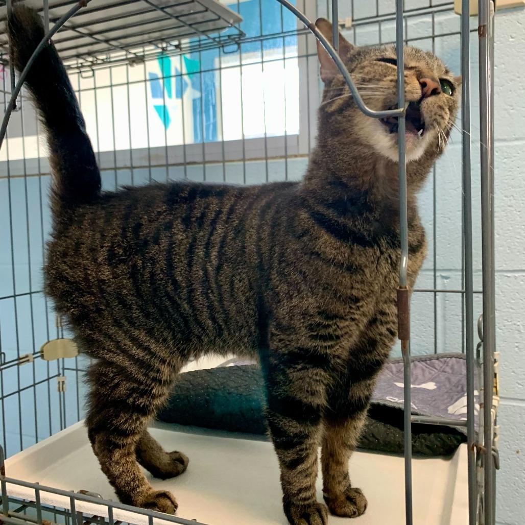 Emma, Adoptable, Senior Female Domestic Short Hair.