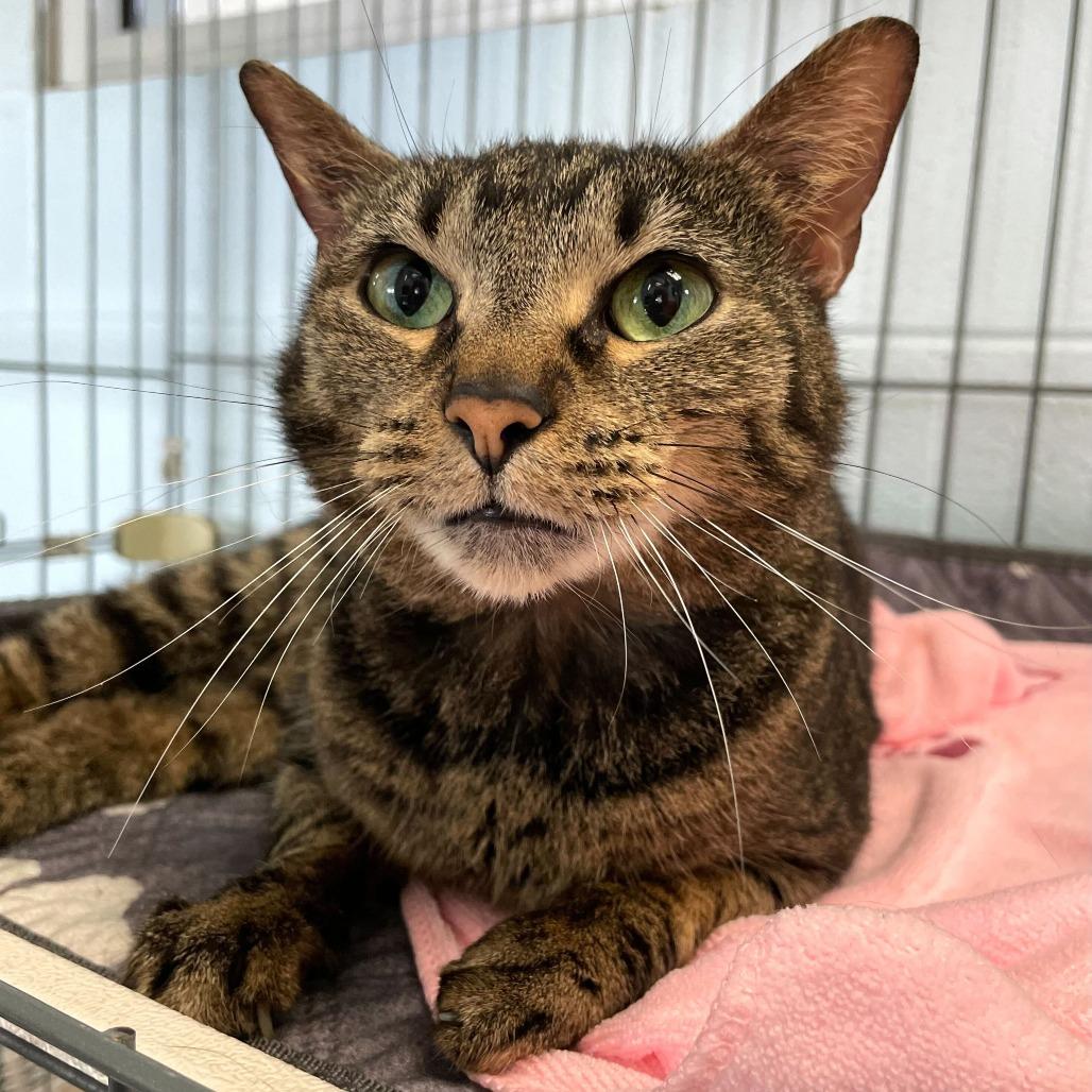 Enlarge Emma, a Adoptable Domestic Short Hair in Carencro, LA image 3/6