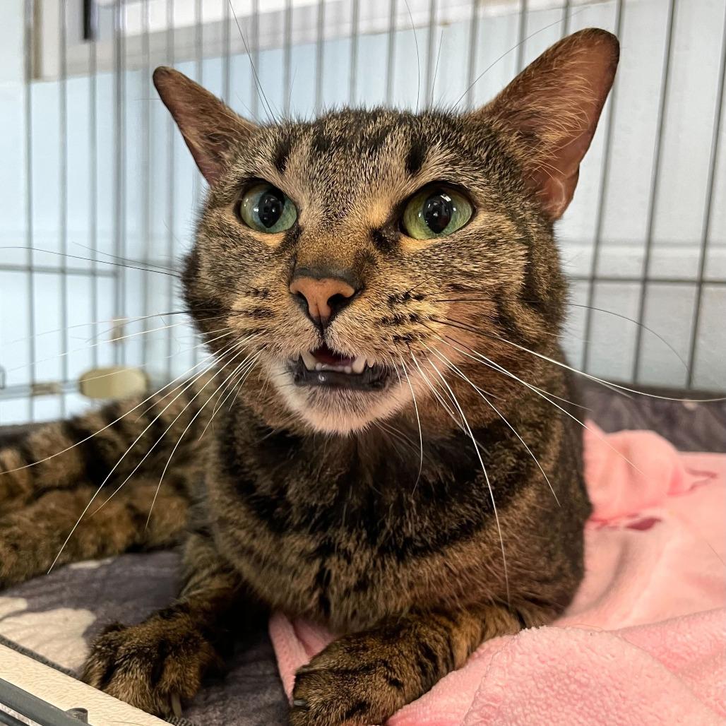 Enlarge Emma, a Adoptable Domestic Short Hair in Carencro, LA image 4/6