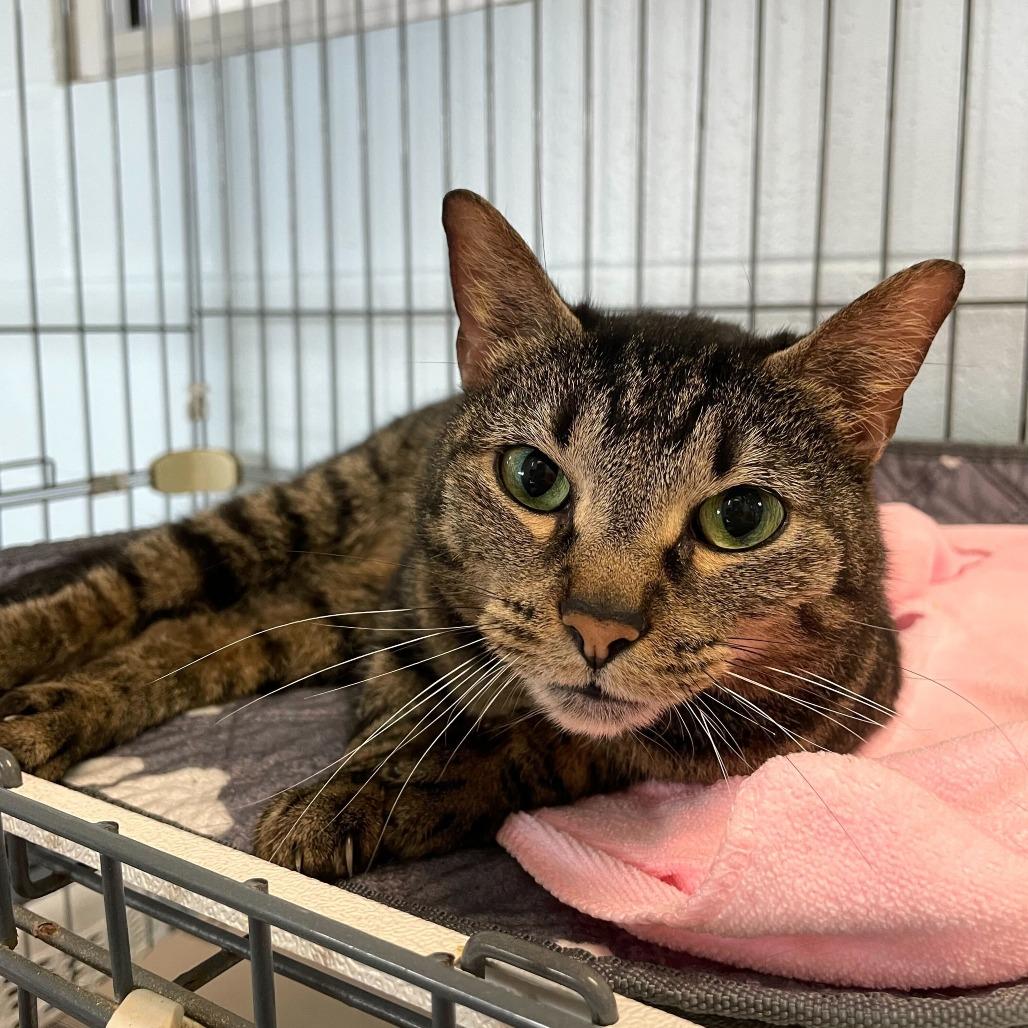 Enlarge Emma, a Adoptable Domestic Short Hair in Carencro, LA image 5/6