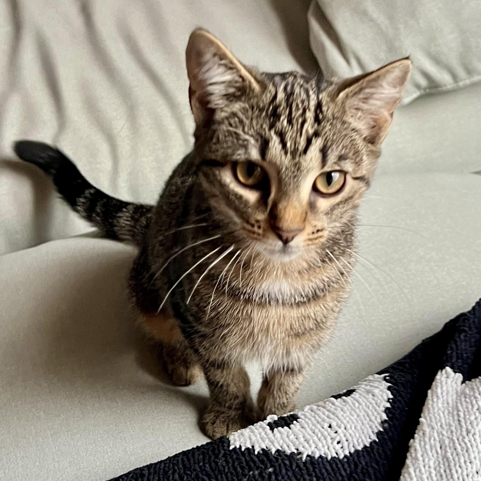 Red Velvet, Adoptable, Kitten Female Domestic Short Hair.