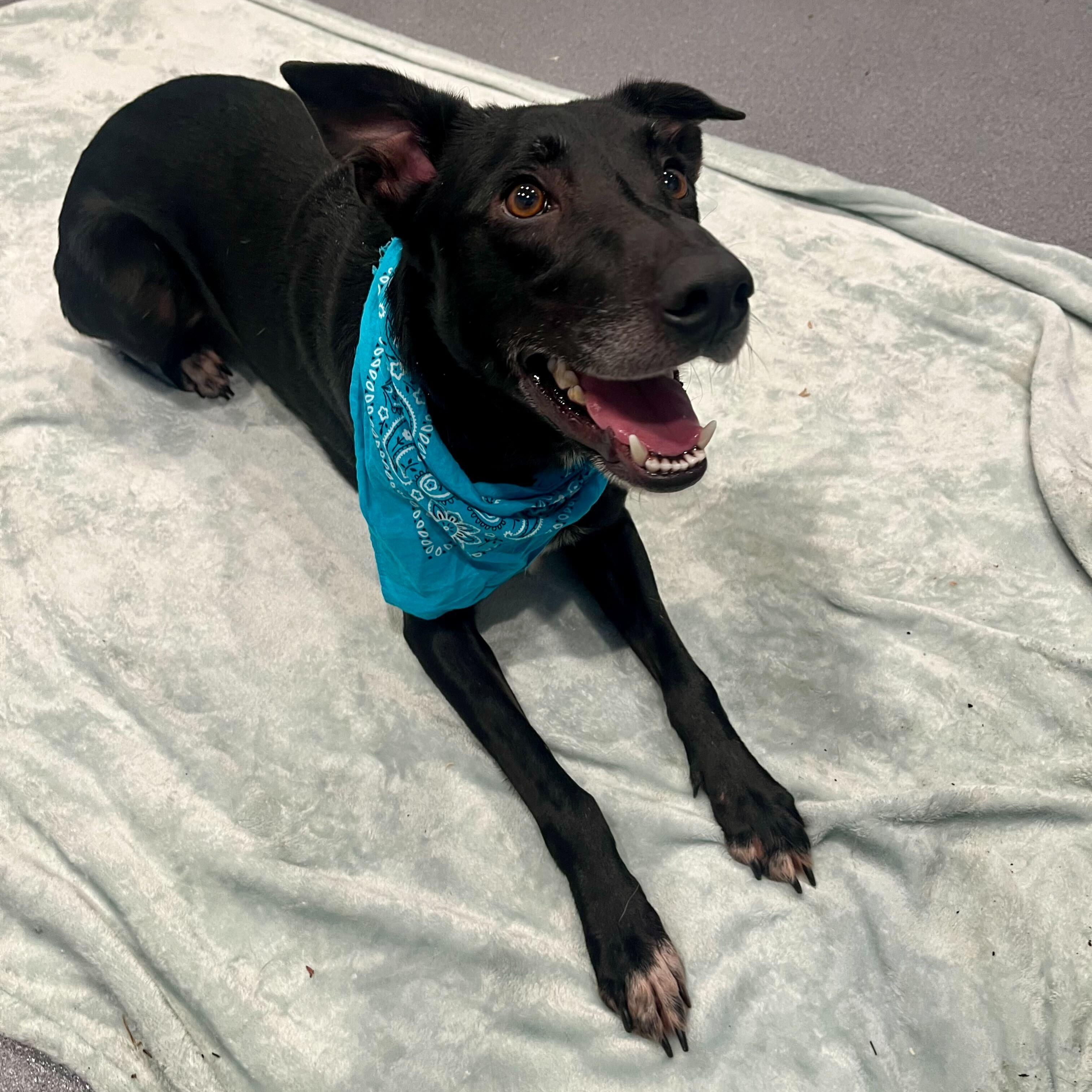 Preston, an adoptable Mixed Breed in Canal Winchester, OH image 1/4