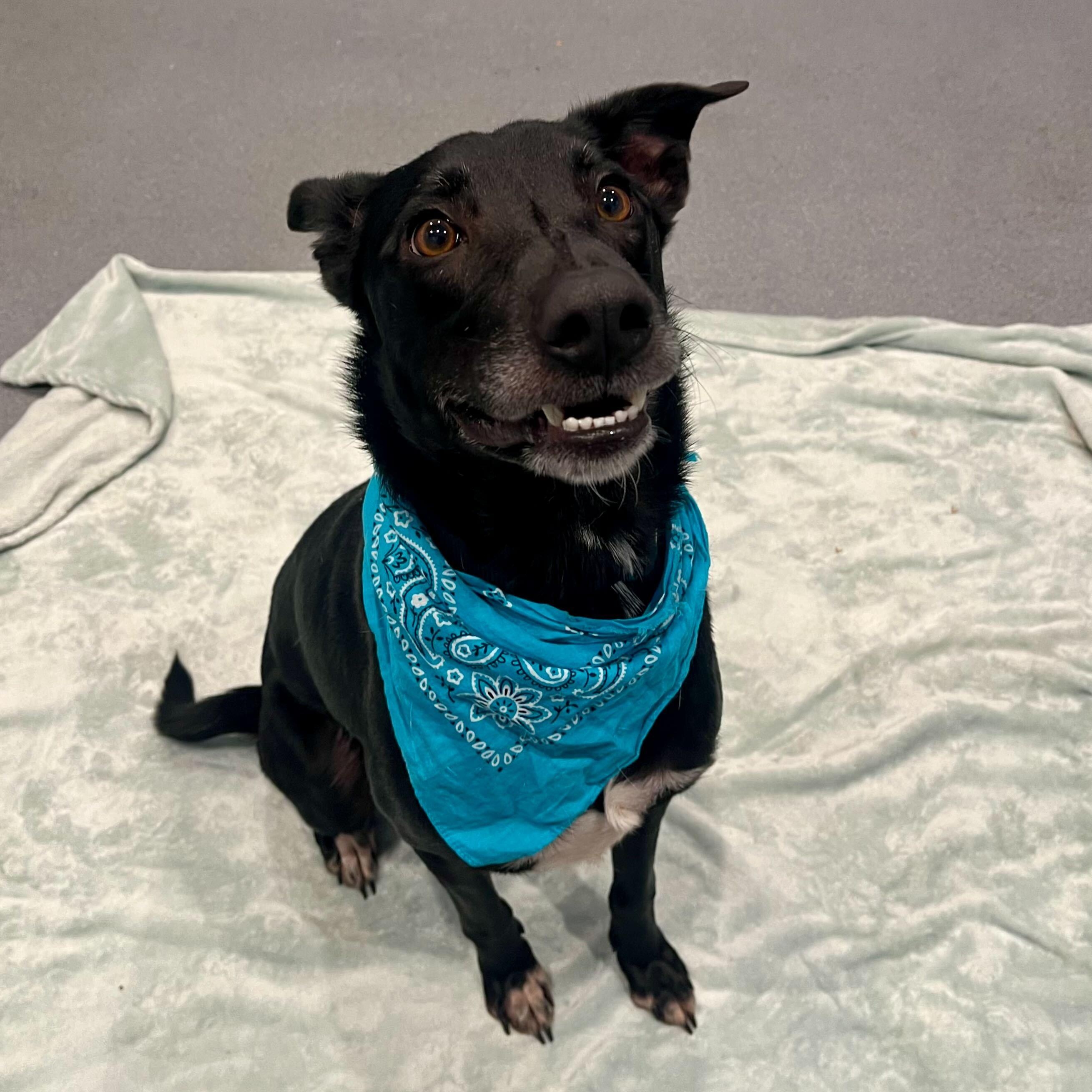 Preston, an adoptable Mixed Breed in Canal Winchester, OH image 2/4