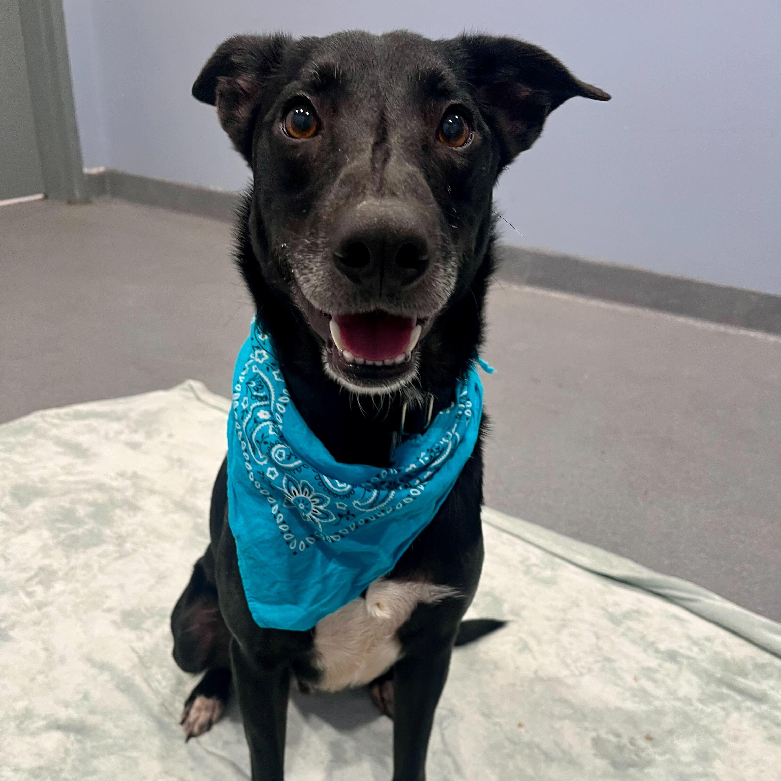 Preston, an adoptable Mixed Breed in Canal Winchester, OH image 3/4