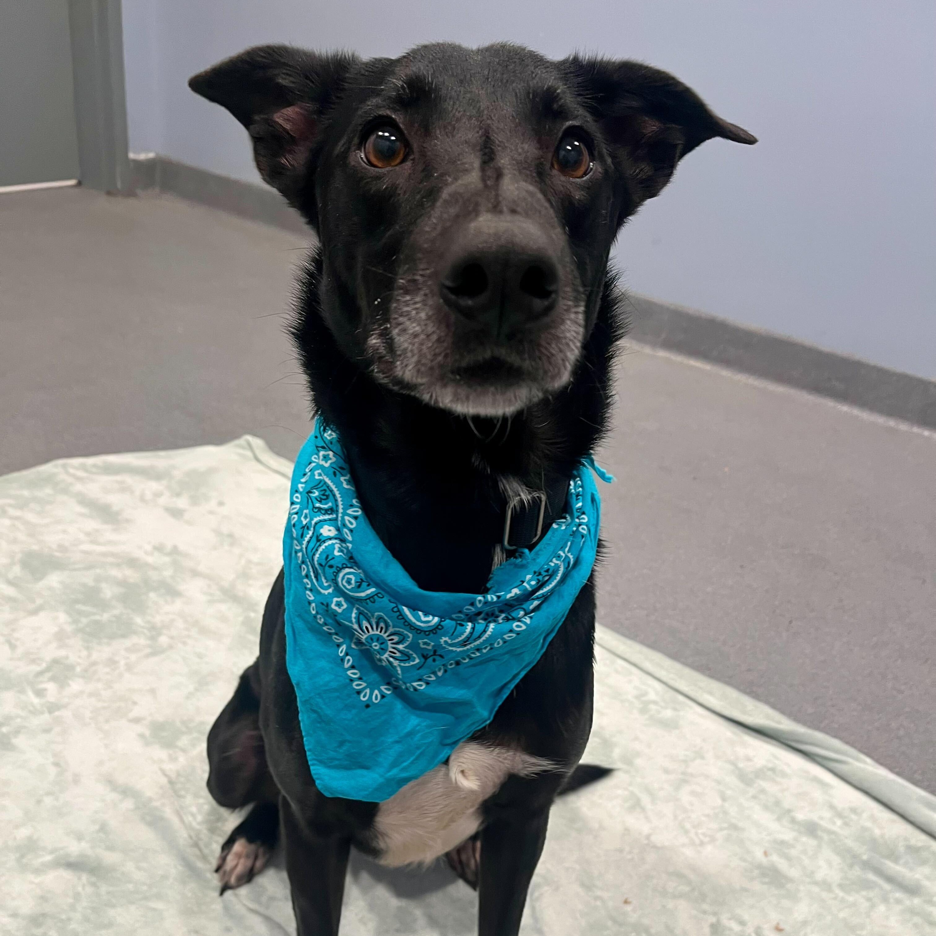 Preston, an adoptable Mixed Breed in Canal Winchester, OH image 4/4