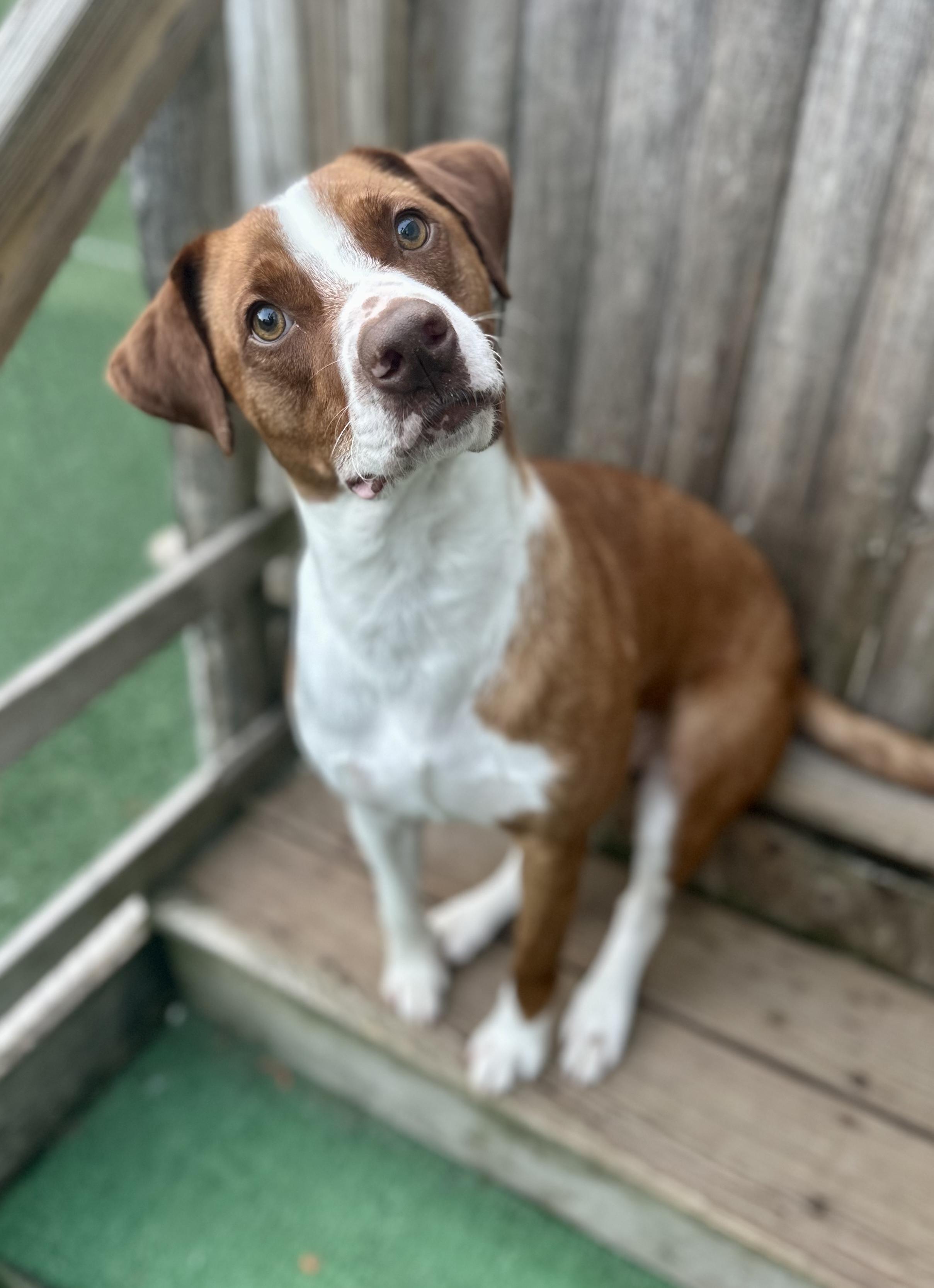 Baylin "HERE IN NH", adopted, Young Male Mixed Breed.