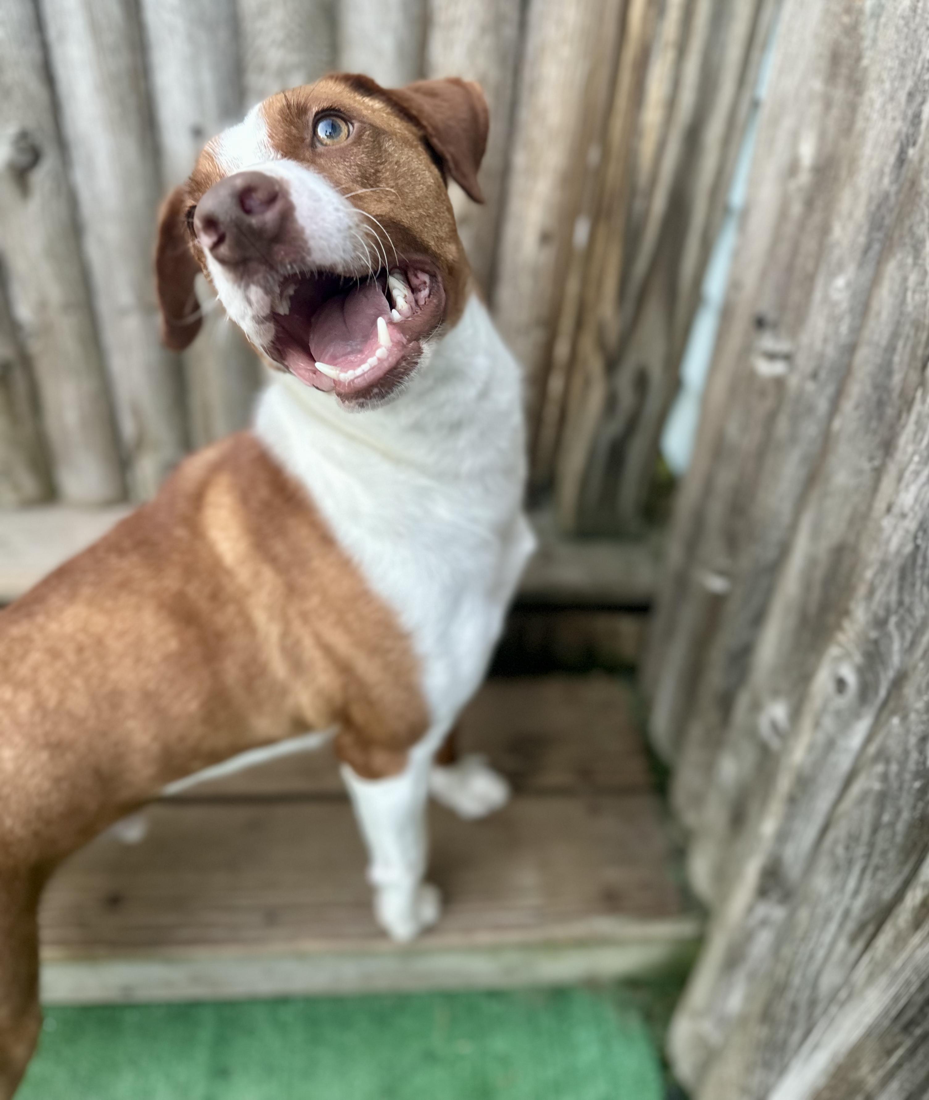 Enlarge Baylin "HERE IN NH", an adopted Mixed Breed in Northwood, NH image 2/3