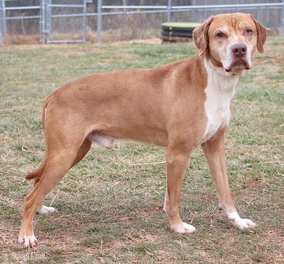 Colonel, a ADOPTABLE mixed breed in Bedford, VA image 2/3