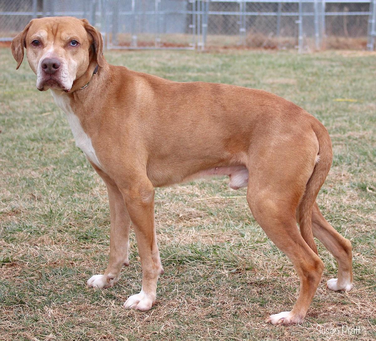 Colonel, a ADOPTABLE mixed breed in Bedford, VA image 3/3