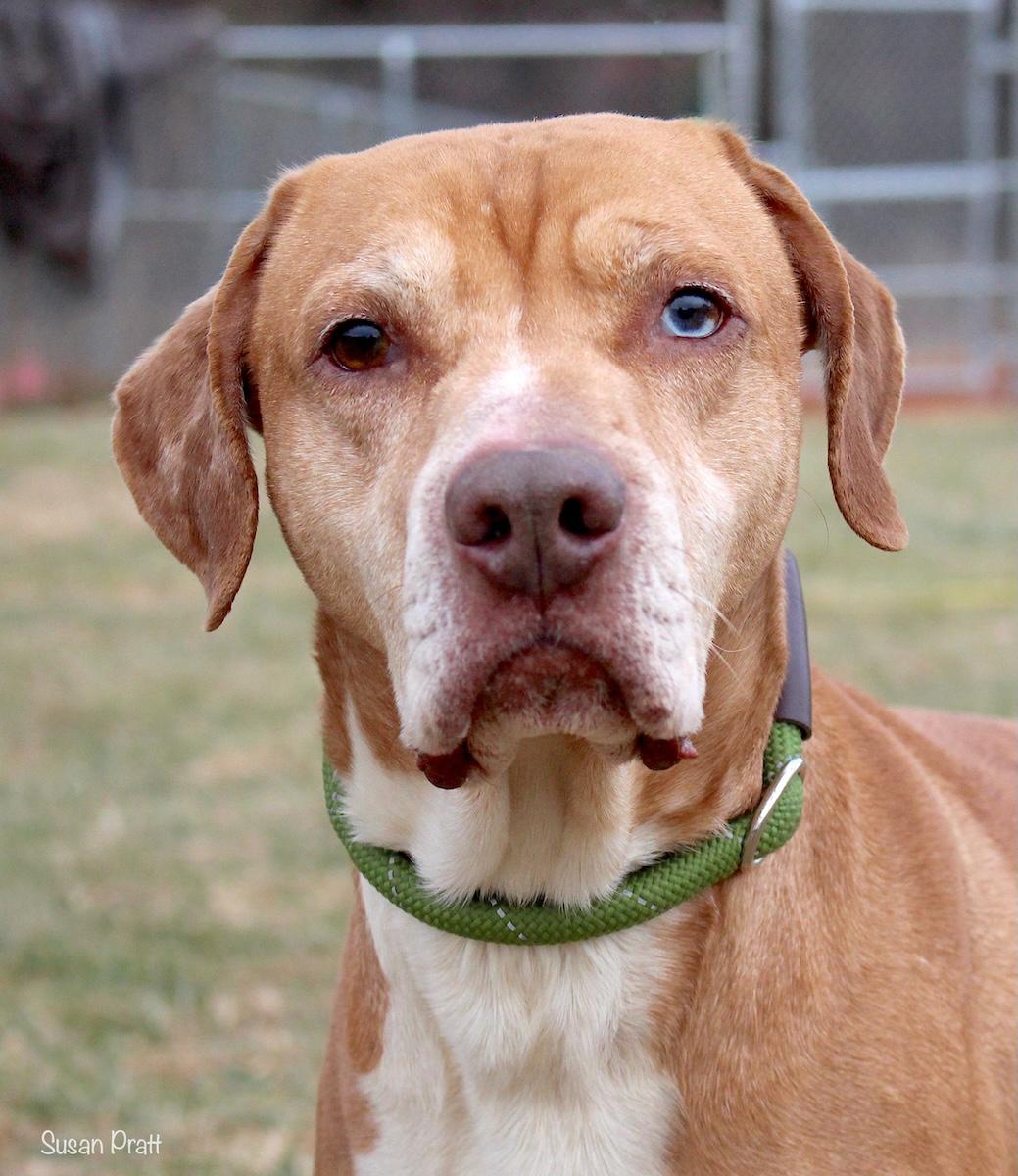 Colonel, ADOPTABLE, Adult Male Labrador Retriever & Hound.