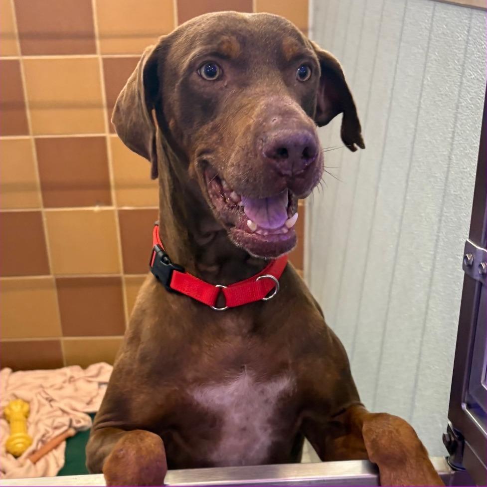 R163907 Cooper, Adoptable, Adult Male Doberman Pinscher.