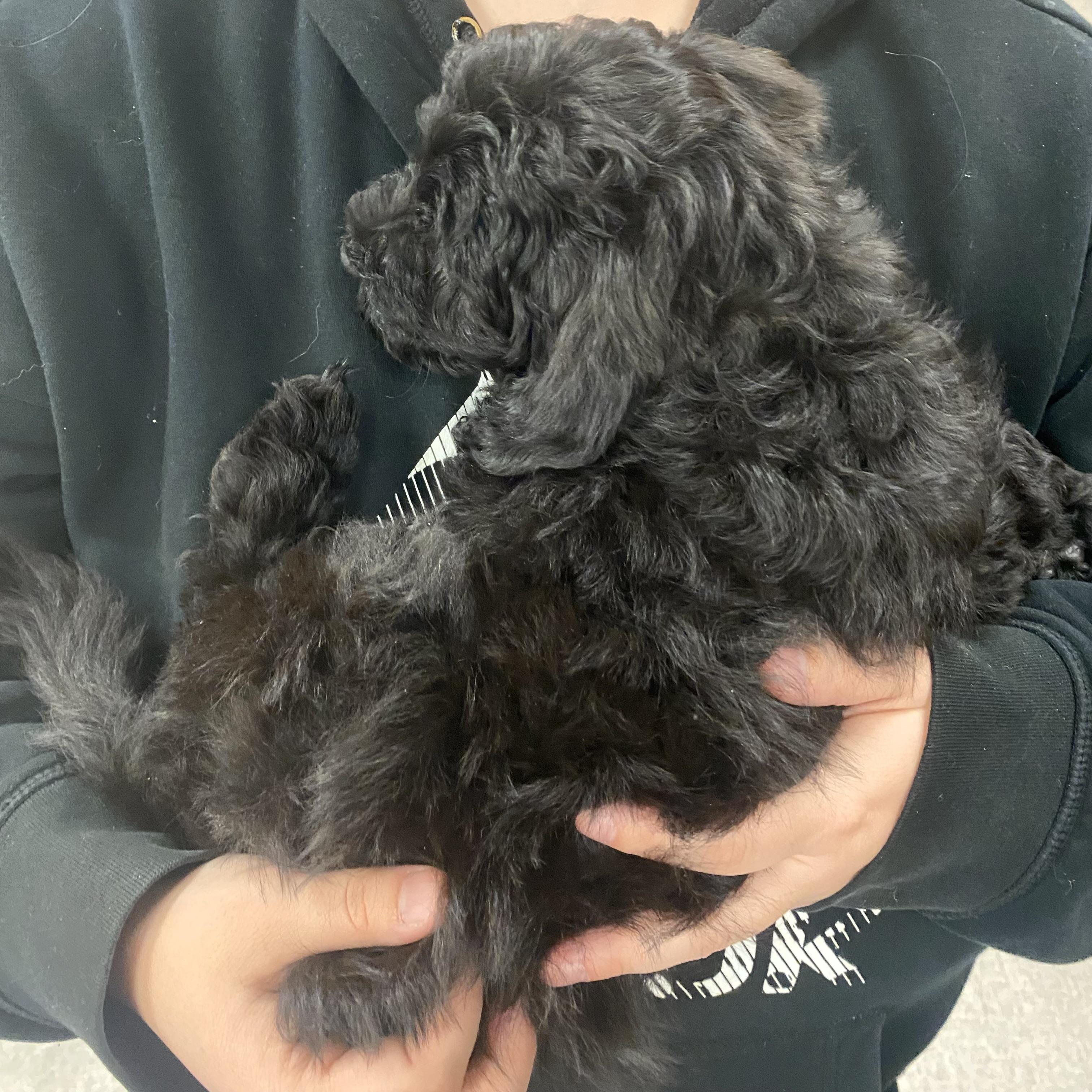 Enlarge Little, an adopted mixed breed in Pocatello, ID image 4/5