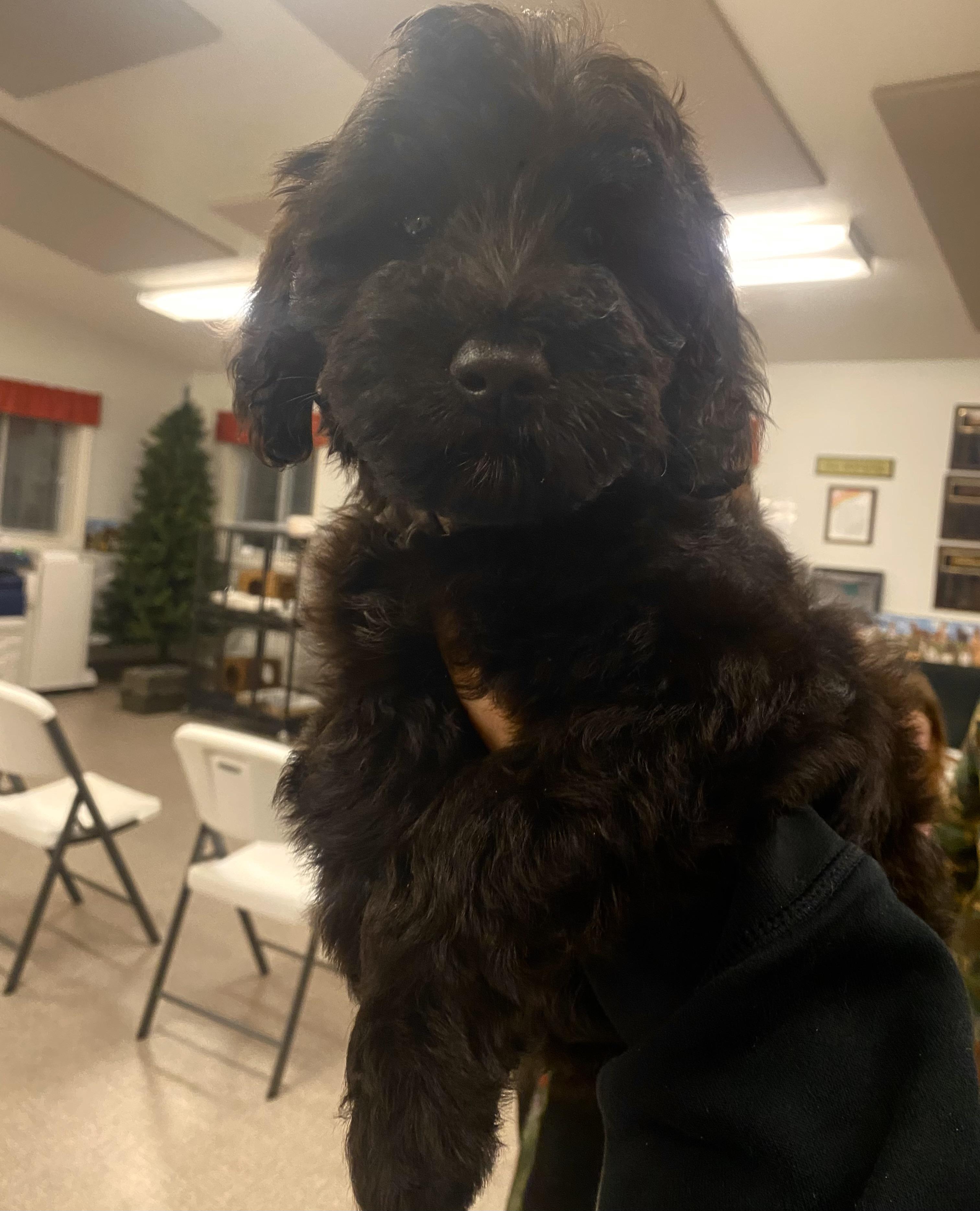 Enlarge Little, an adopted mixed breed in Pocatello, ID image 5/5