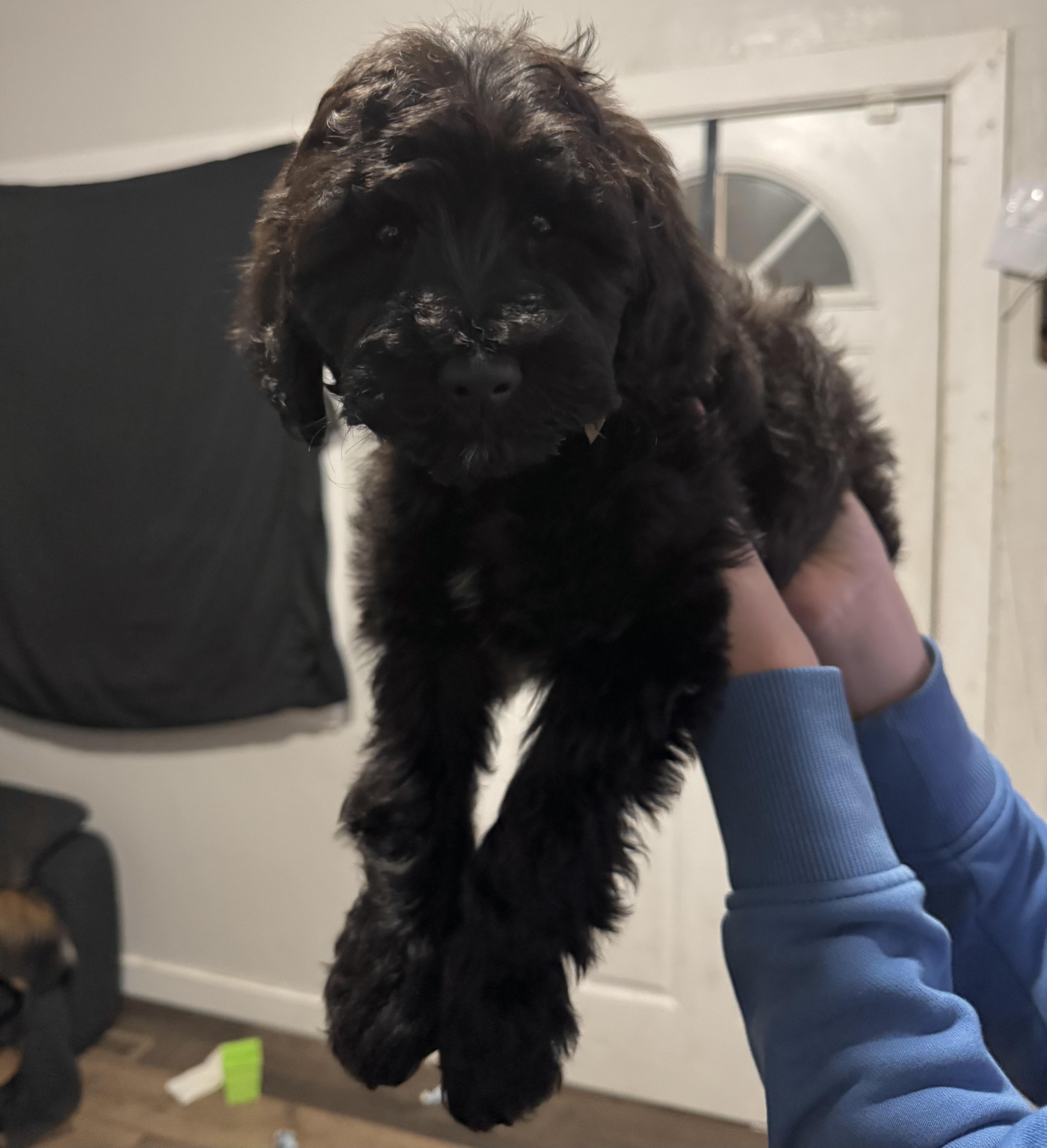 Enlarge Little, an adopted mixed breed in Pocatello, ID image 3/5