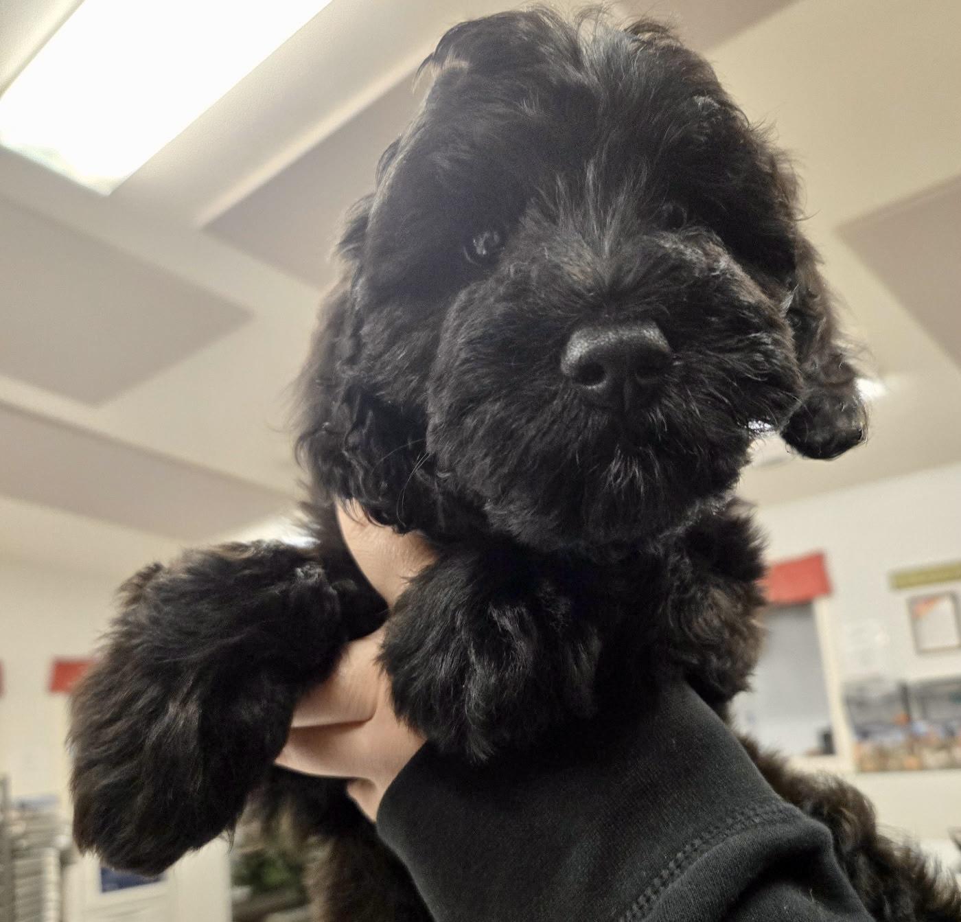 Little, adopted, Puppy Female Goldendoodle & Australian Shepherd.