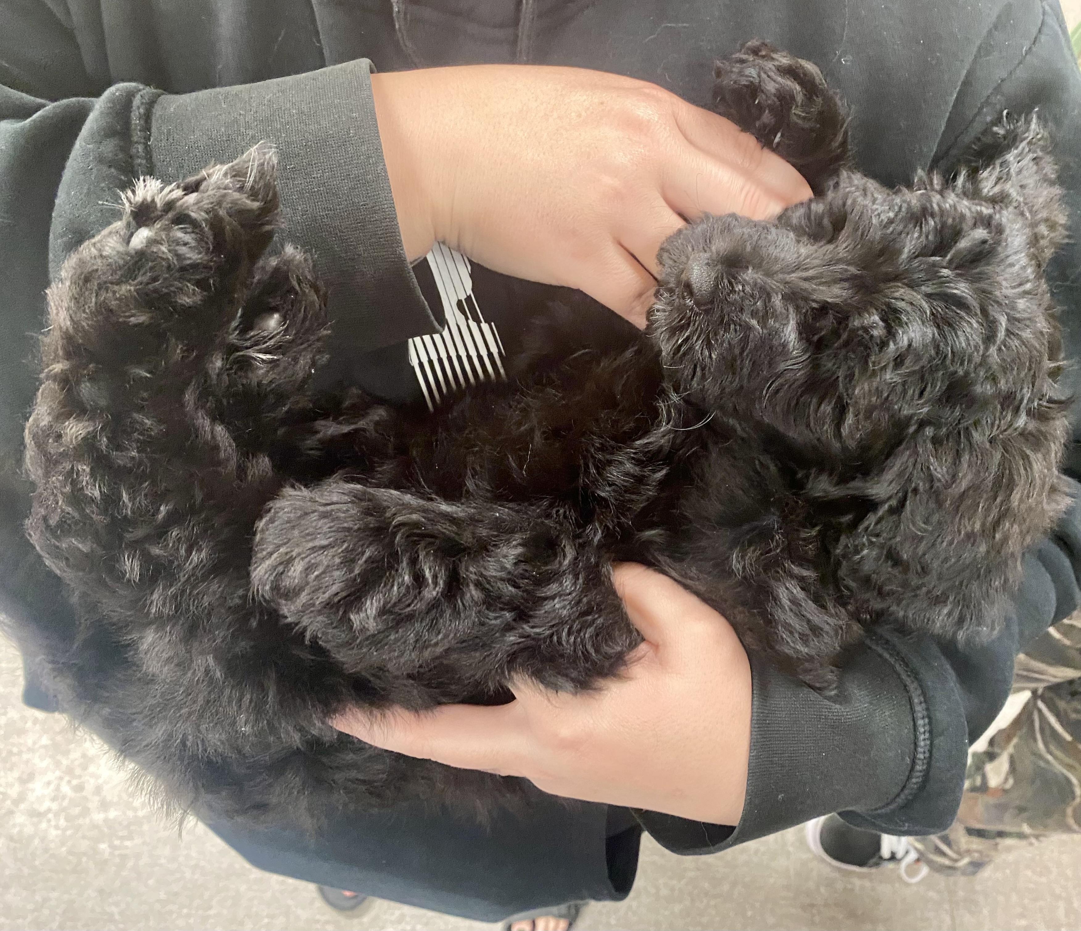 Enlarge Little, an adopted mixed breed in Pocatello, ID image 2/5