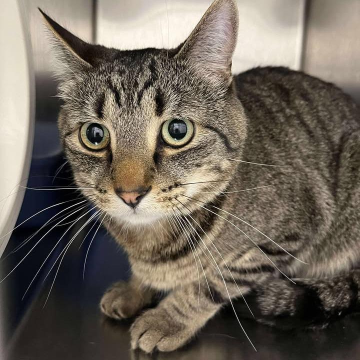 Timber, a Adoptable Domestic Short Hair in Rexburg, ID image 1/3