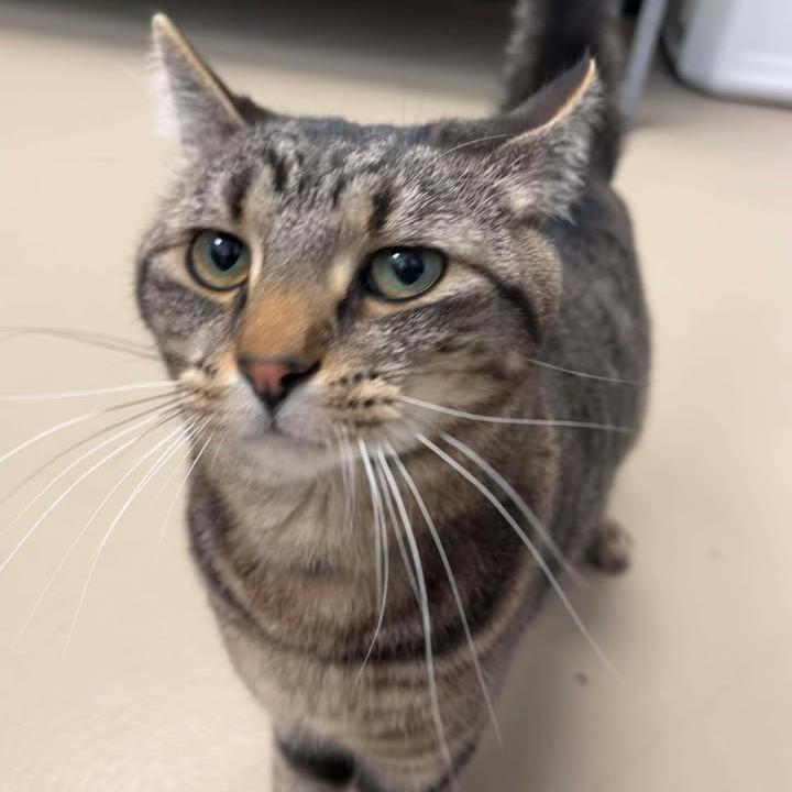 Timber, a Adoptable Domestic Short Hair in Rexburg, ID image 2/3