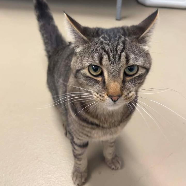 Timber, a Adoptable Domestic Short Hair in Rexburg, ID image 3/3