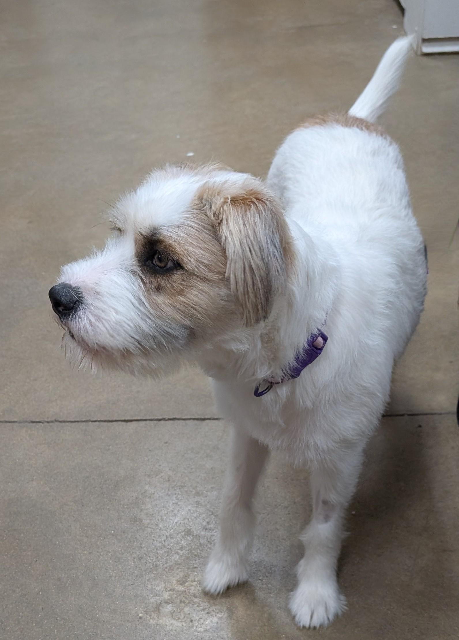 Frannie, an adoptable Wheaten Terrier, Siberian Husky in New Ulm, MN, 56073 | Photo Image 1