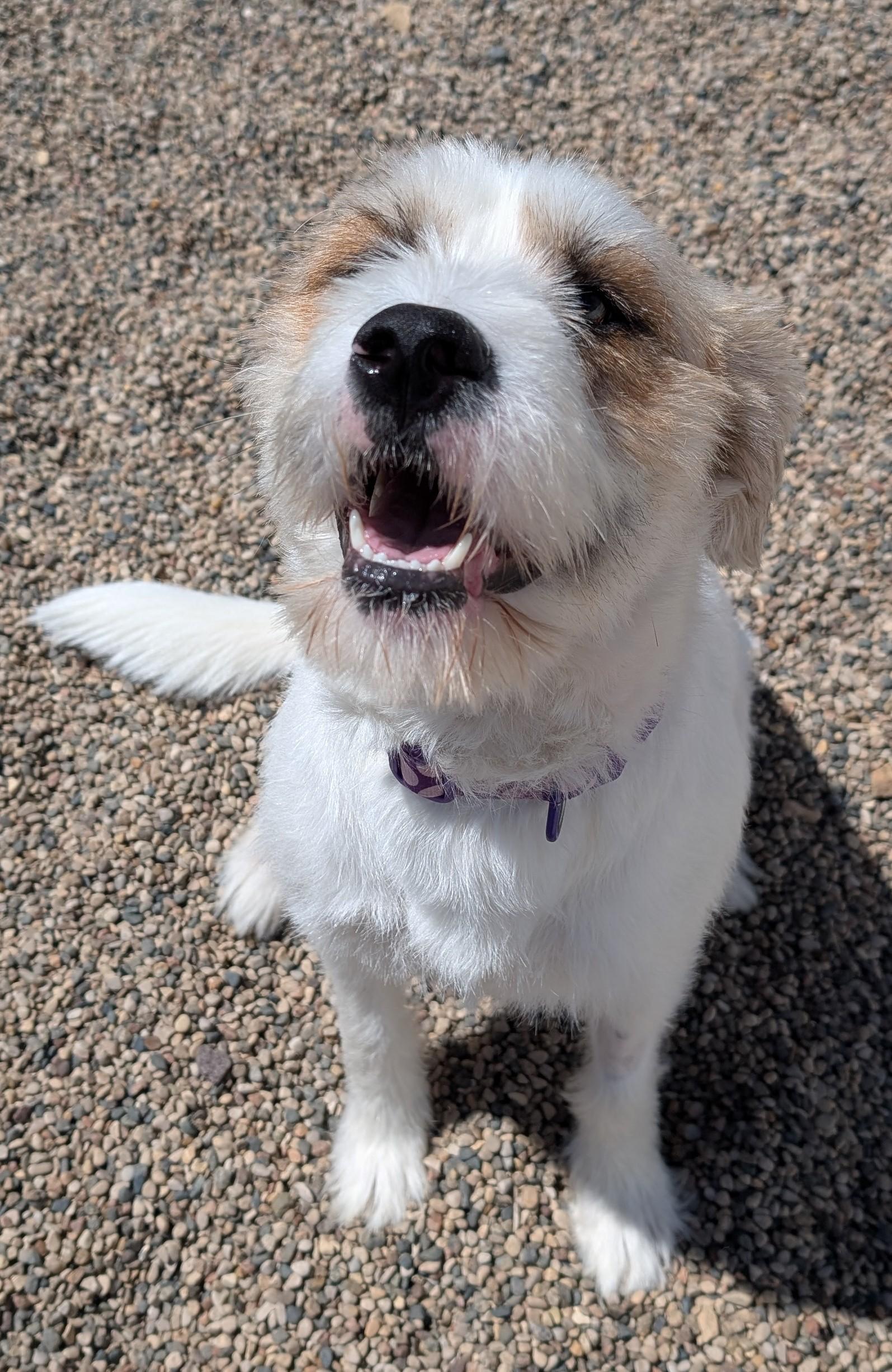 Frannie, an adoptable Wheaten Terrier, Siberian Husky in New Ulm, MN, 56073 | Photo Image 2